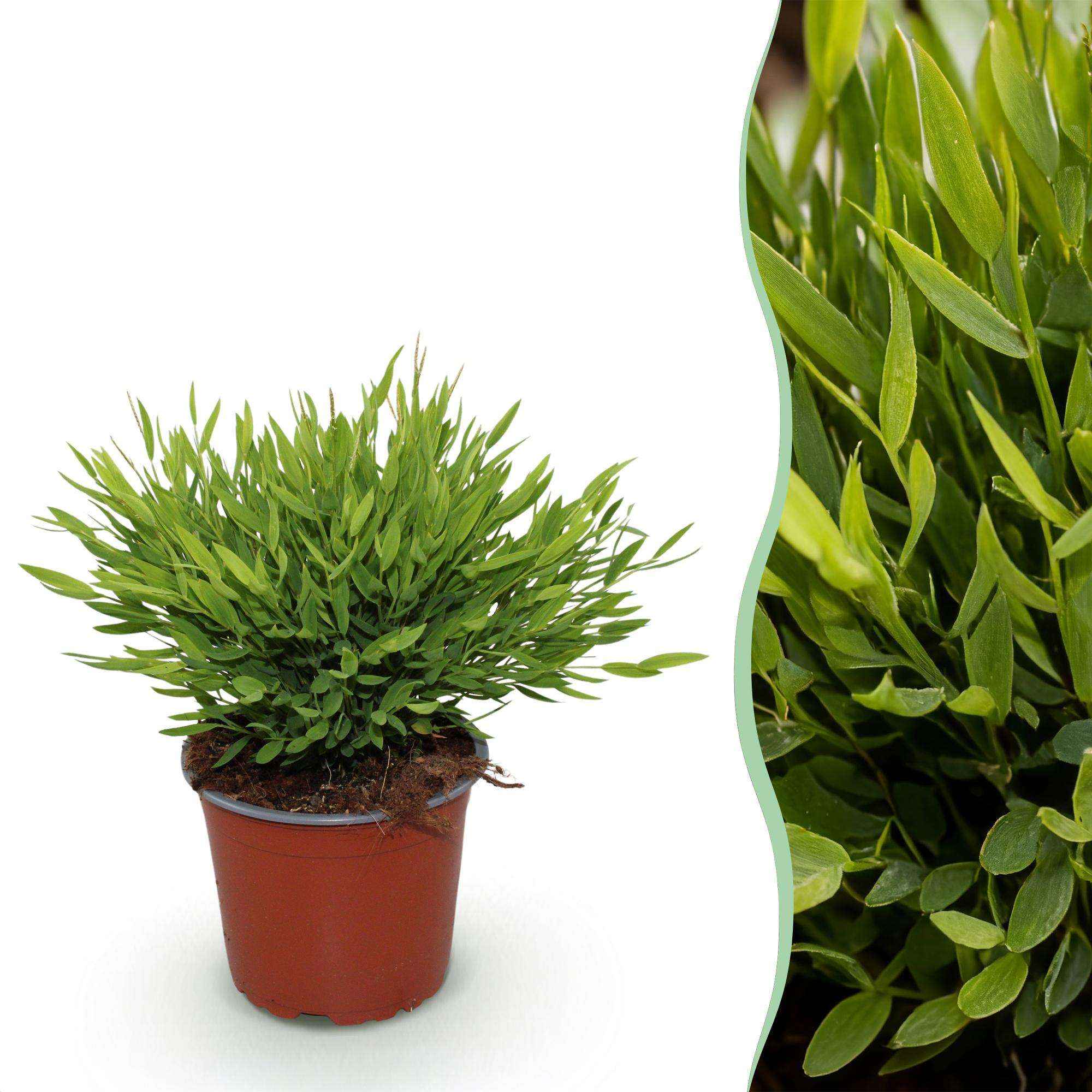 Image of Bambus Pogonatherum Monica Bambusgras – Haustierfreundliche Zimmerpflanze 12cm – Höhe ca.20cm – Grünpflanze für Wohnzimmer Büro & Homeoffice