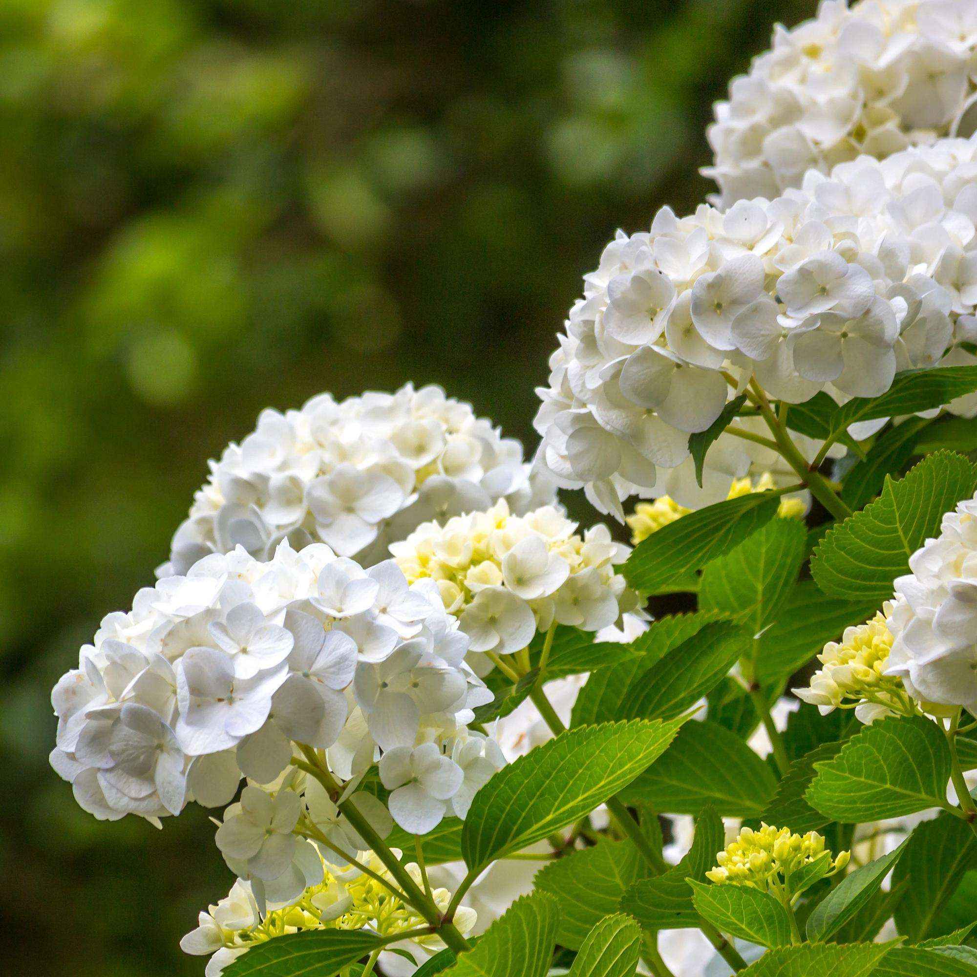 Image of Hortensie Hydrangea macrophylla Weiß – 3 Pflanzen – Blüte in Weiß – Ø17cm – ↕30cm – Sommerblüher – Laubabwerfend – Pflegeleicht-2