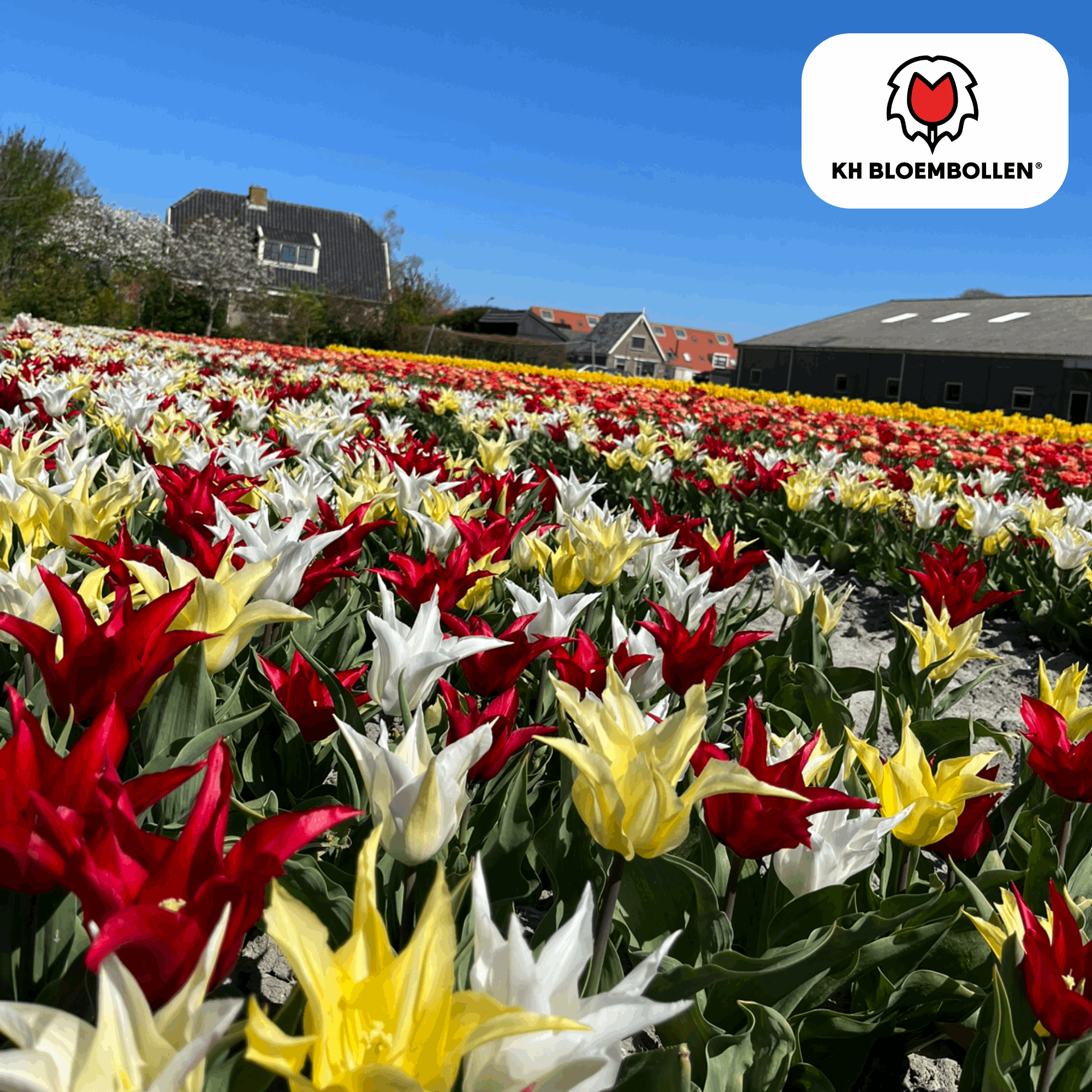 Image of Tulpenzwiebeln Tres Chic Mix – 20 Blumenzwiebeln – Rot, Weiß & Gelb – Eleganter Farbmix für Garten & Topf – Winterhart & pflegeleicht-0