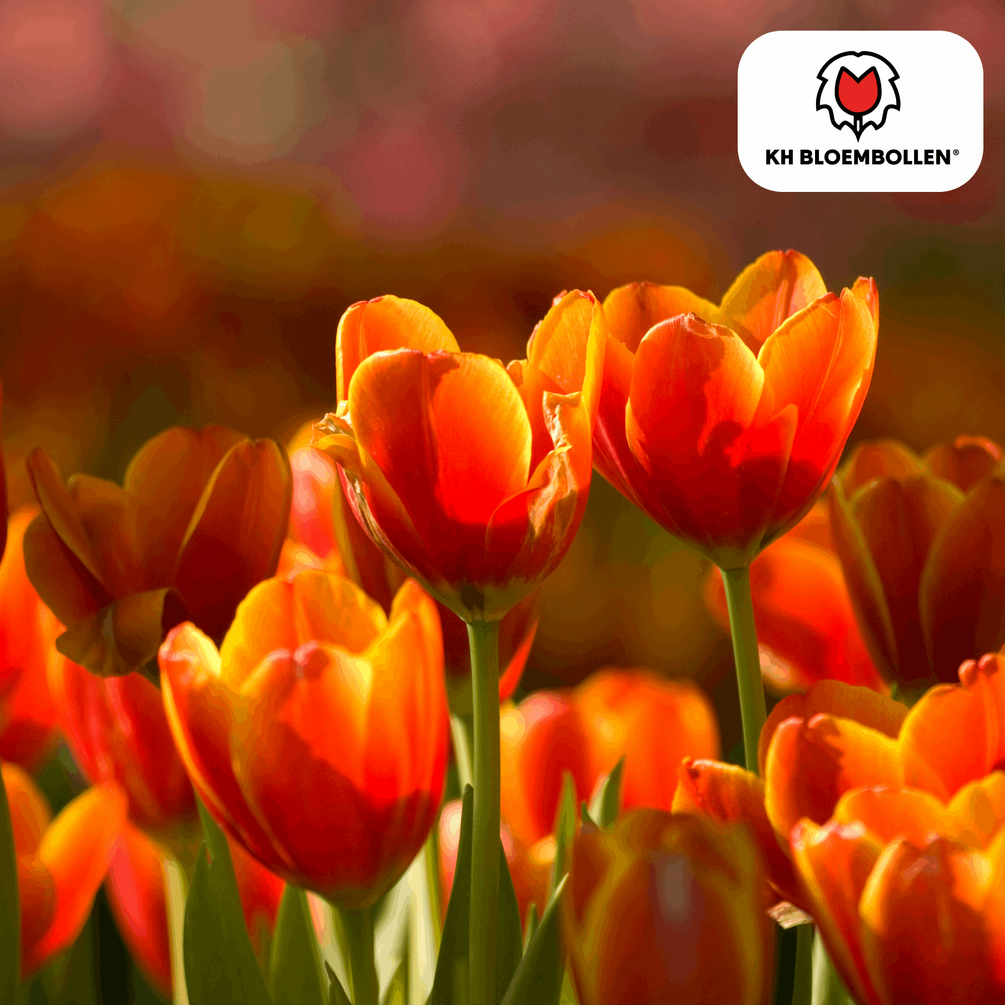 Image of Tulpenzwiebeln Dafeng – 20 Stück – Orangefarbene Tulpen – Großblumig & elegant – Für Garten, Topf & Balkon-2
