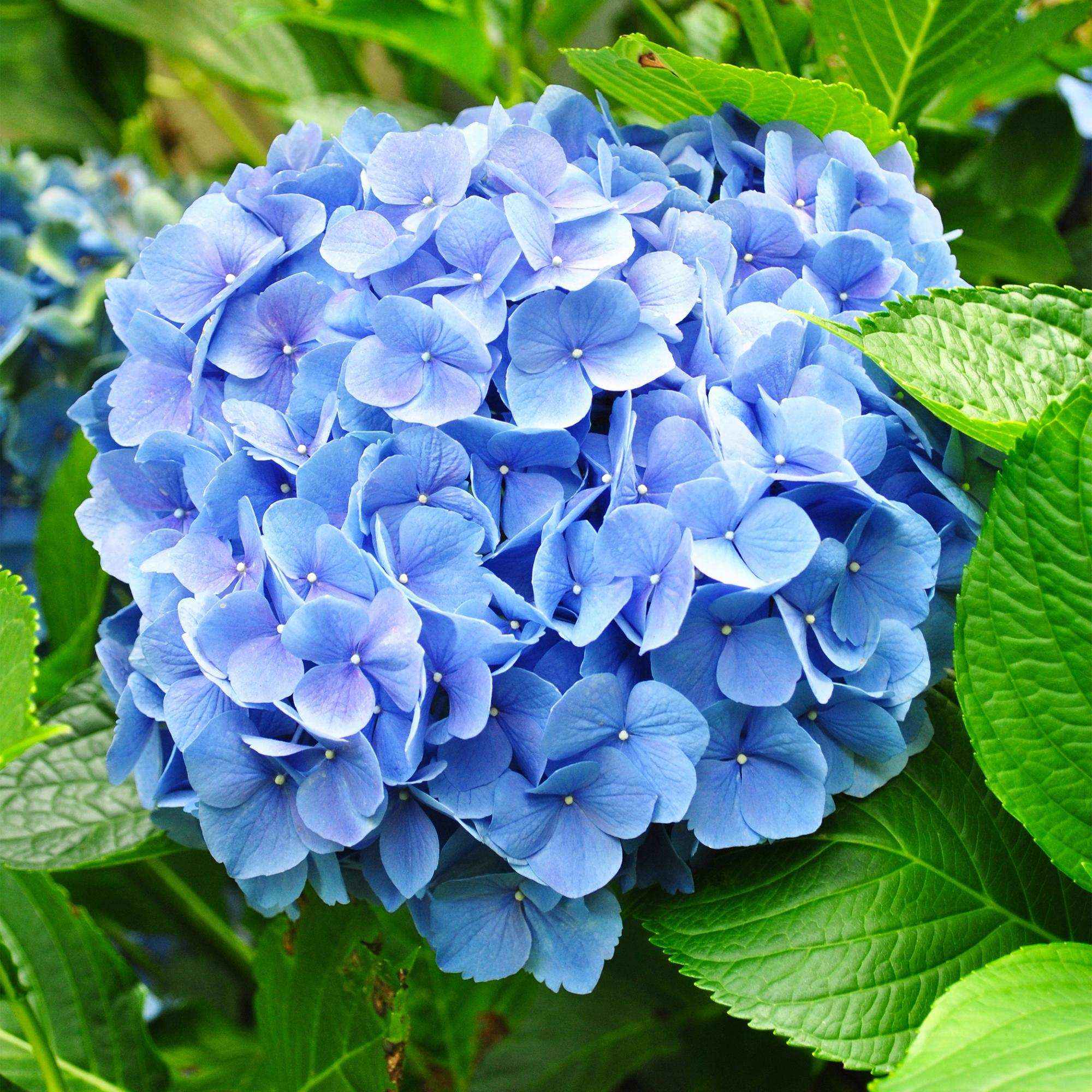 Image of Hortensie Hydrangea macrophylla Blau – 3 Pflanzen – Blüte in Blau – Ø17cm – ↕30cm – Sommerblüher – Pflegeleicht – Für Halbschatten-3