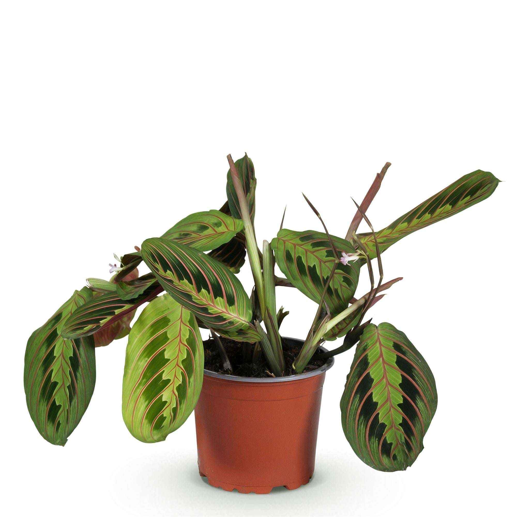 Image of Maranta Fascinator Tricolour Gebetsblatt – Haustierfreundliche Zimmerpflanze 12cm – Höhe ca.25cm-0