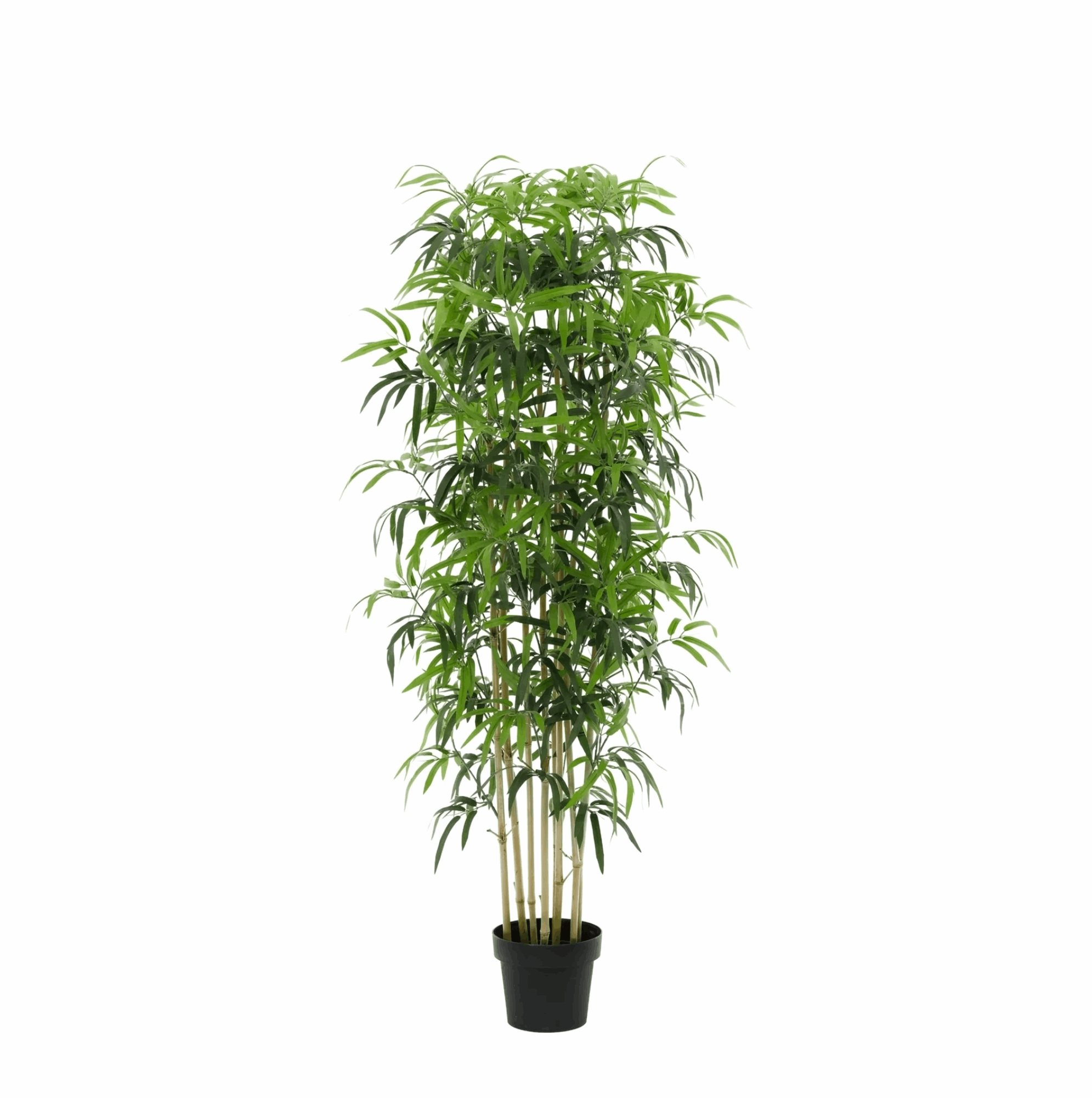 Image of Künstlicher Bambus 180cm – Große Bambus Kunstpflanze im Topf – Realistische Deko Pflanze für Wohnzimmer Büro & Empfangsbereich-0