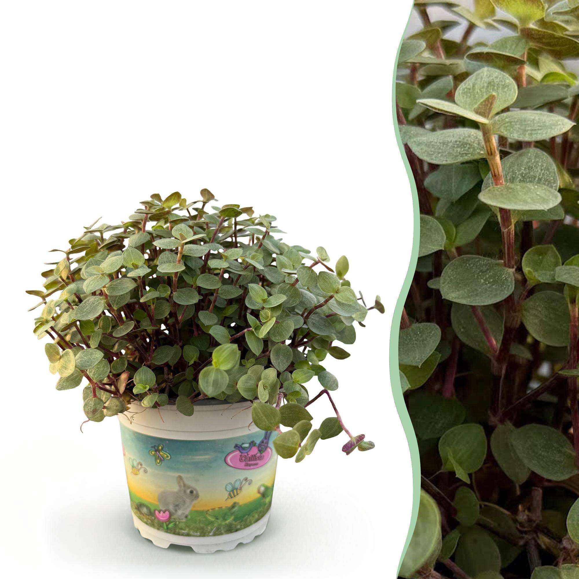 Image of Callisia repens Schildkrötenpflanze – Haustierfreundliche Zimmerpflanze 12cm – Höhe ca.14cm-1