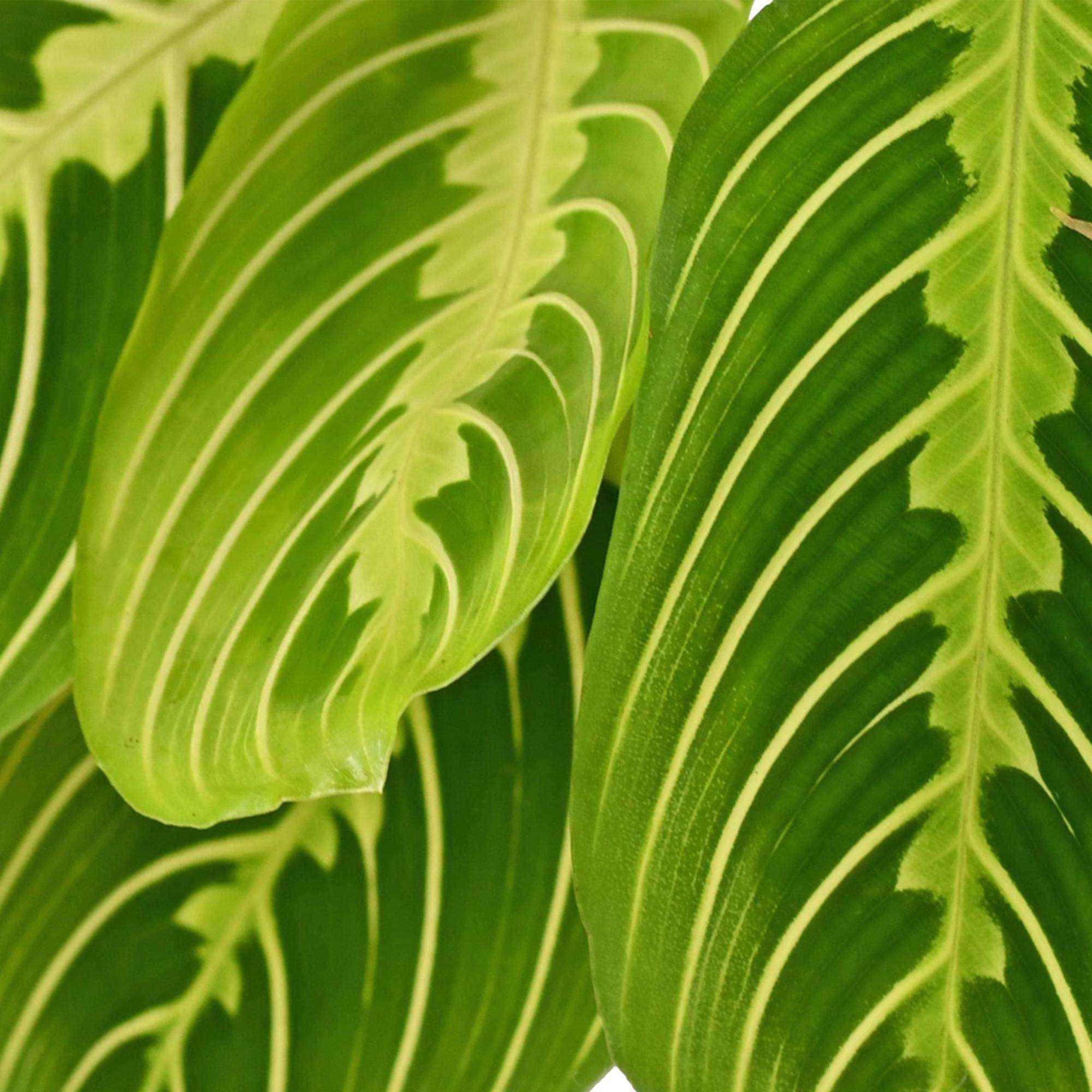 Image of Maranta Fascinator Lemon Lime Gebetspflanze – Haustierfreundliche Zimmerpflanze 12cm – Höhe ca.25cm – Dekorative Blattpflanze für Wohnzimmer & Büro-4