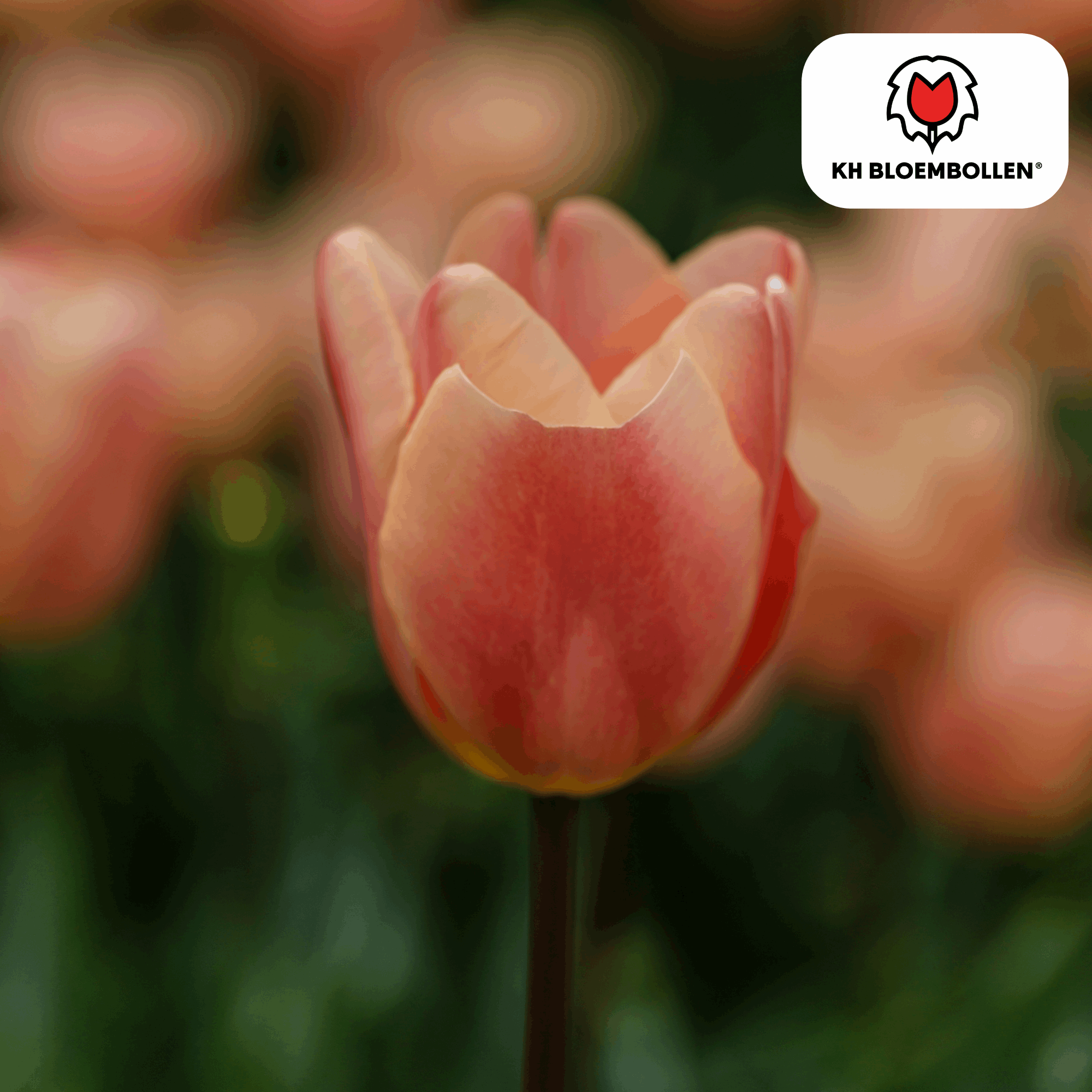 Image of Apricot Foxx Tulpenzwiebeln – 20 Stück – Lachsrosa Frühlingsblüher – Sorte Tulipa „Apricot Foxx“ – Für Garten & Topf – Blüte April–Mai-4