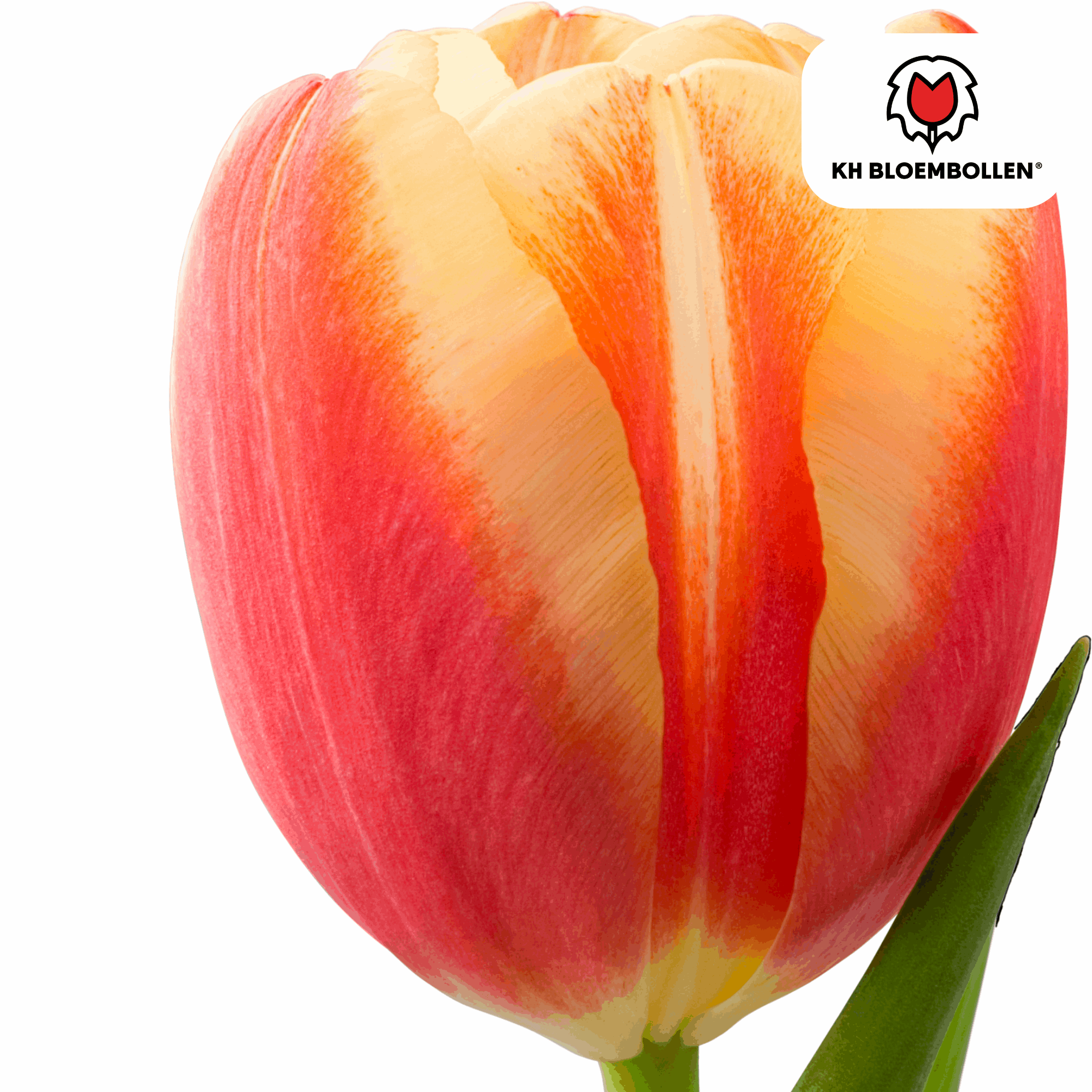 Image of Tulpenzwiebeln Jan Seignette – 20 Blumenzwiebeln – Rot-gelb gestreifte Tulpe – Klassisch & auffällig – Für Garten & Topf-3