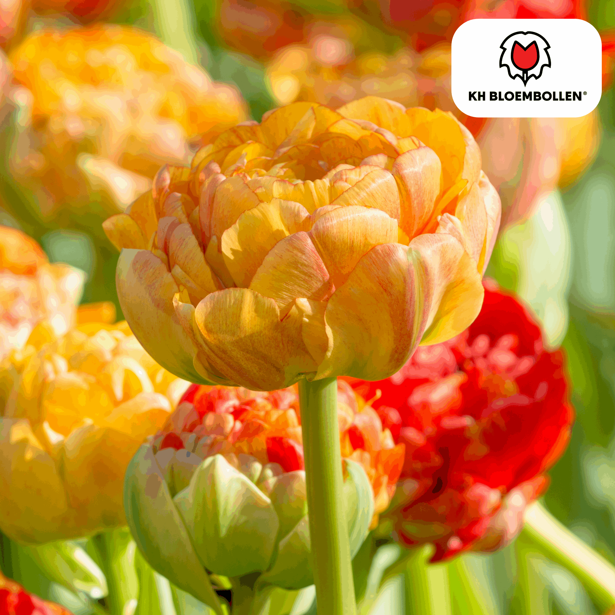 Image of Tulpenzwiebeln Gudoshnik Double – 20 Blumenzwiebeln – Gefüllte Tulpe in Gelb, Orange & Rot – Pfingstrosenartig & farbintensiv – Für Garten oder Topf