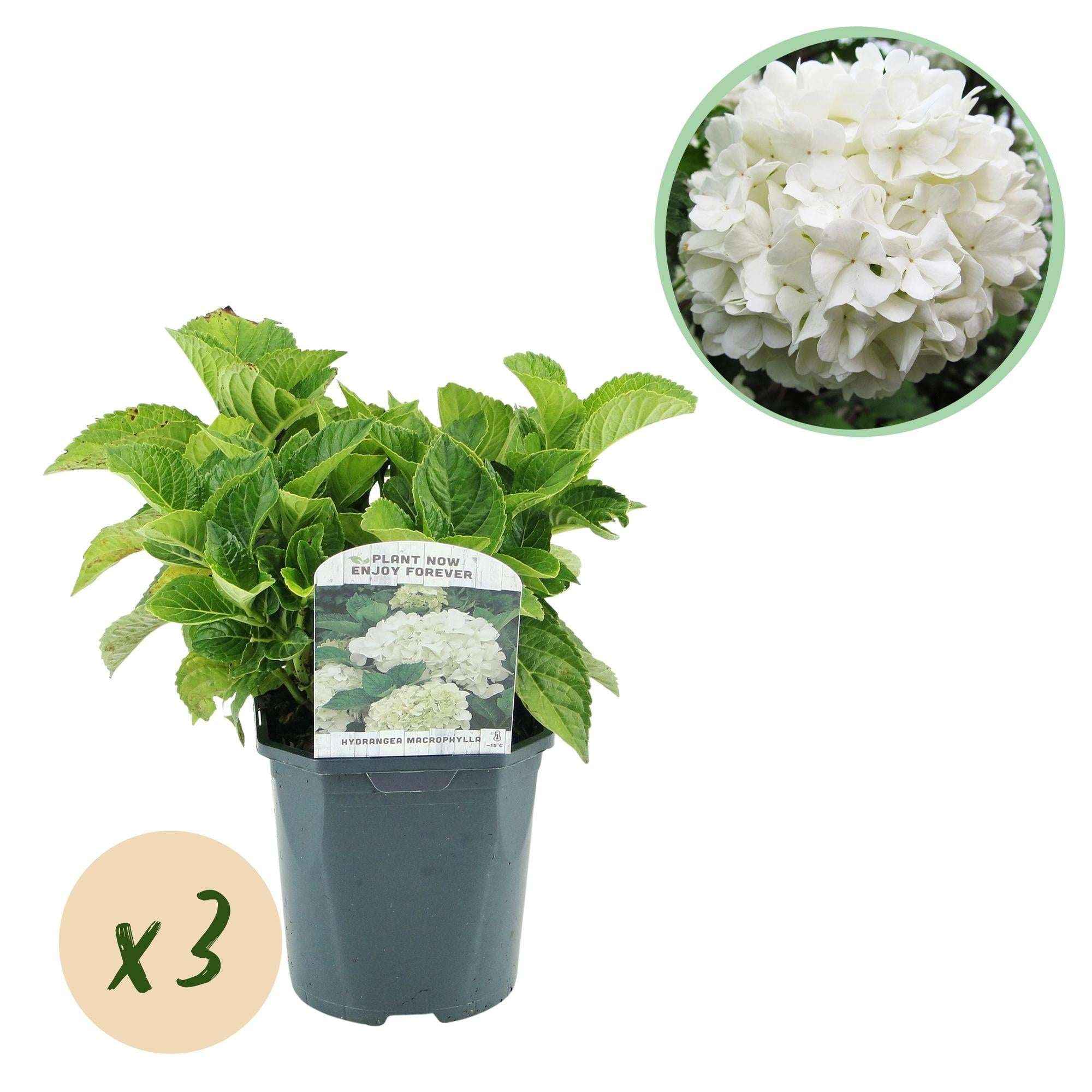 Image of Hortensie Hydrangea macrophylla Weiß – 3 Pflanzen – Blüte in Weiß – Ø17cm – ↕30cm – Sommerblüher – Laubabwerfend – Pflegeleicht-0