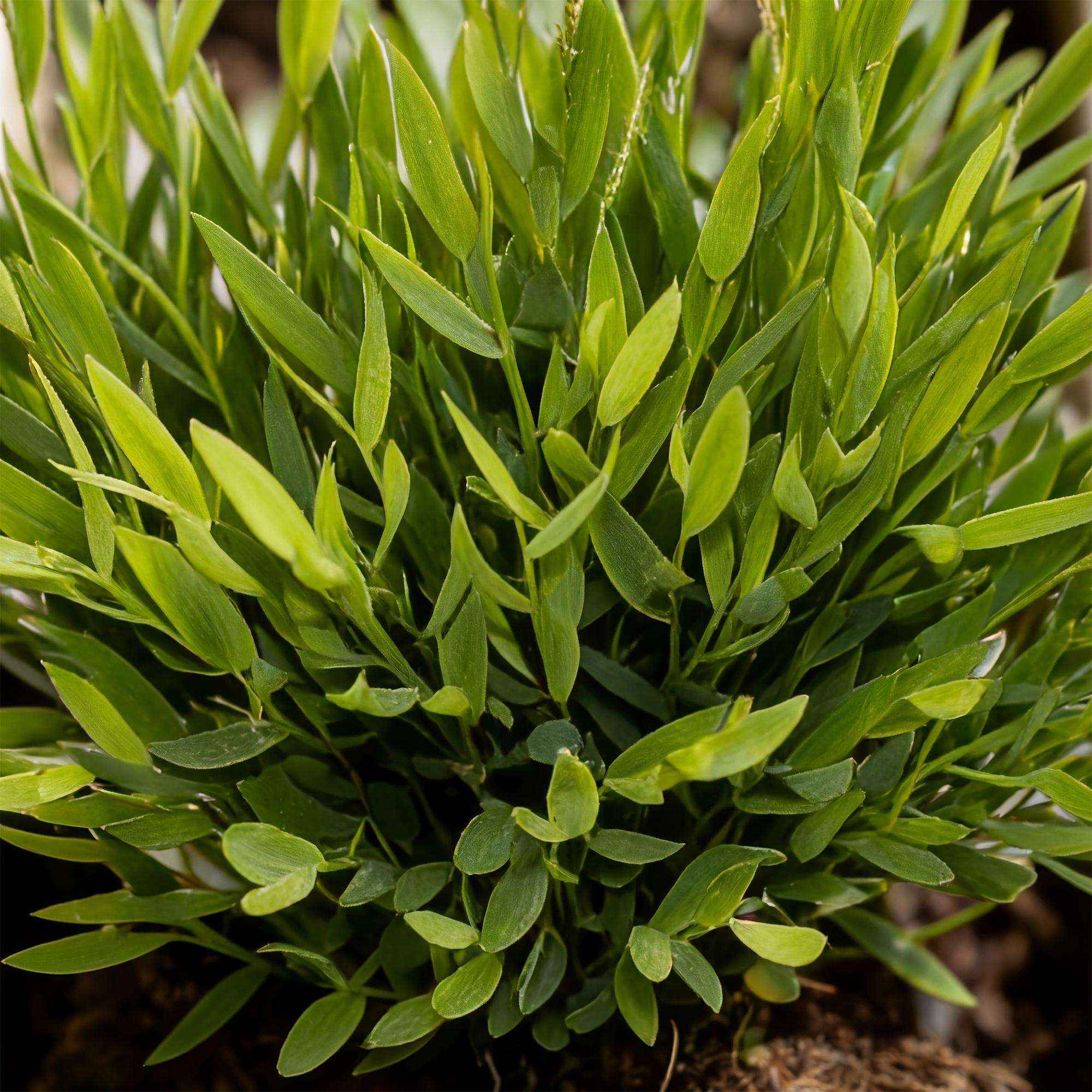 Image of Bambus Pogonatherum Monica Bambusgras – Haustierfreundliche Zimmerpflanze 12cm – Höhe ca.20cm – Grünpflanze für Wohnzimmer Büro & Homeoffice