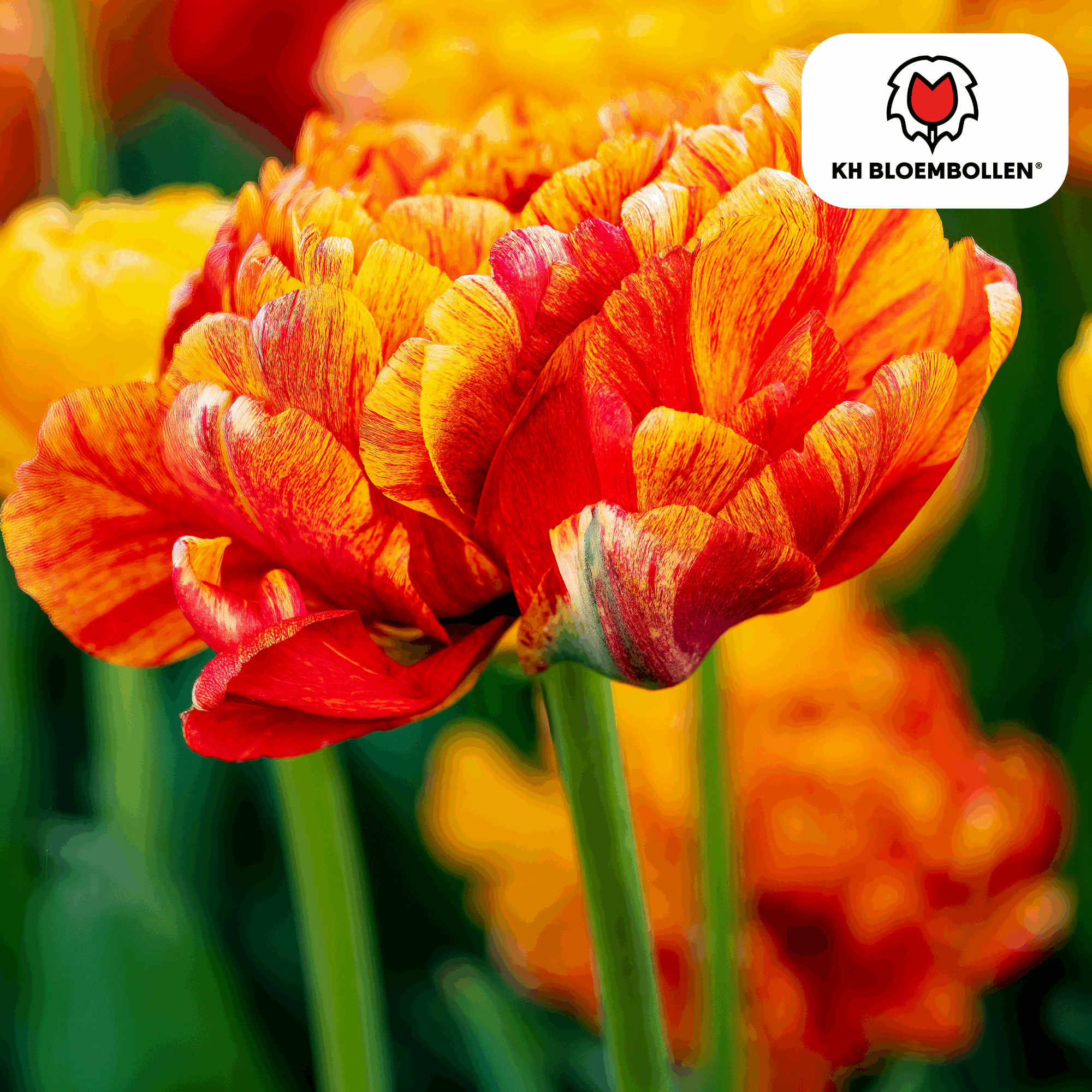 Image of Tulpenzwiebeln Gudoshnik Double – 20 Blumenzwiebeln – Gefüllte Tulpe in Gelb, Orange & Rot – Pfingstrosenartig & farbintensiv – Für Garten oder Topf-2