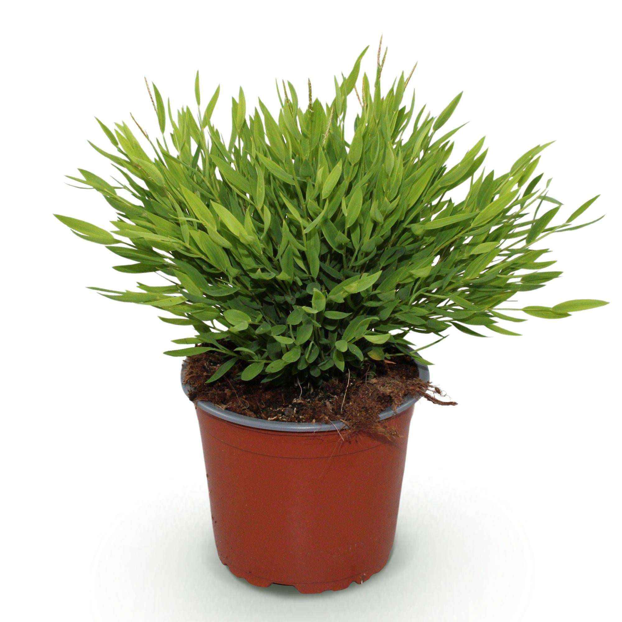Image of Bambus Pogonatherum Monica Bambusgras – Haustierfreundliche Zimmerpflanze 12cm – Höhe ca.20cm – Grünpflanze für Wohnzimmer Büro & Homeoffice