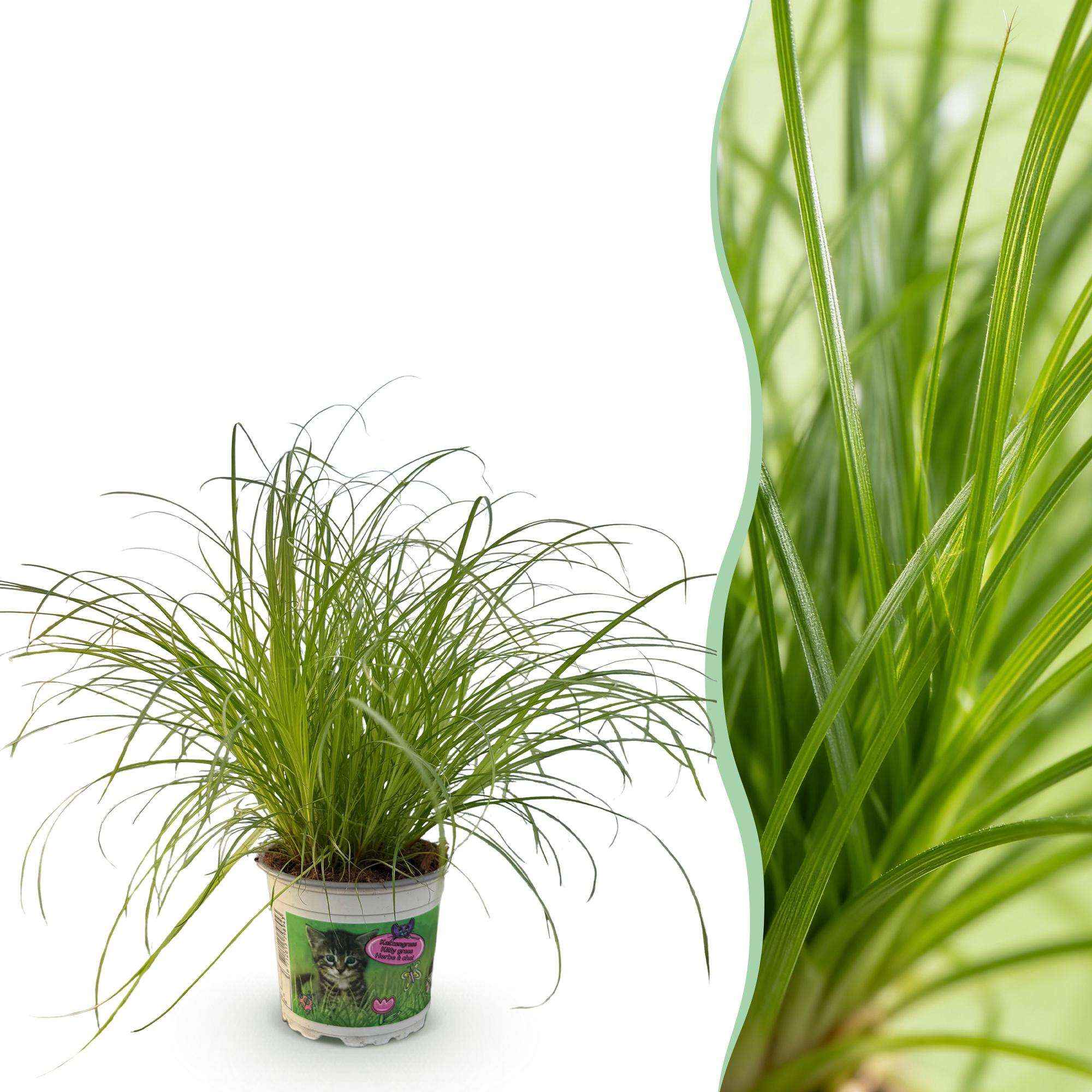 Image of Cyperus alternifolius Zumula Katzenpflanze – Haustierfreundliche Zimmerpflanze 12cm – Höhe ca.20cm – Grünpflanze für Wohnzimmer Büro & Fensterbank