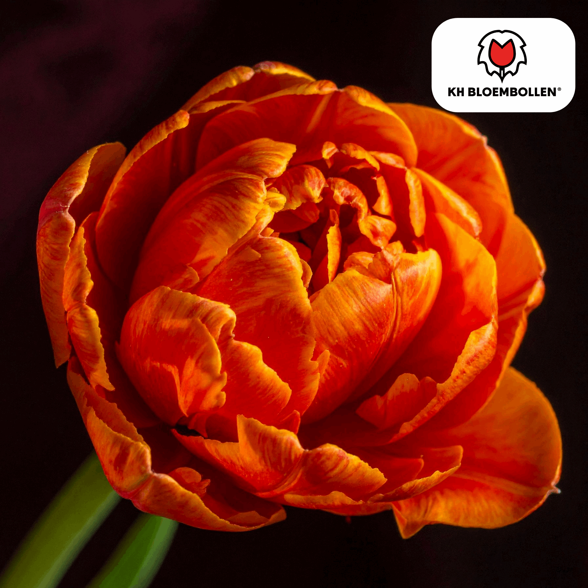 Image of Tulpenzwiebeln Icoon – 20 Blumenzwiebeln – Lachsrosa gefüllte Tulpe – Stilvoll & modern – Für Garten oder Topf-4