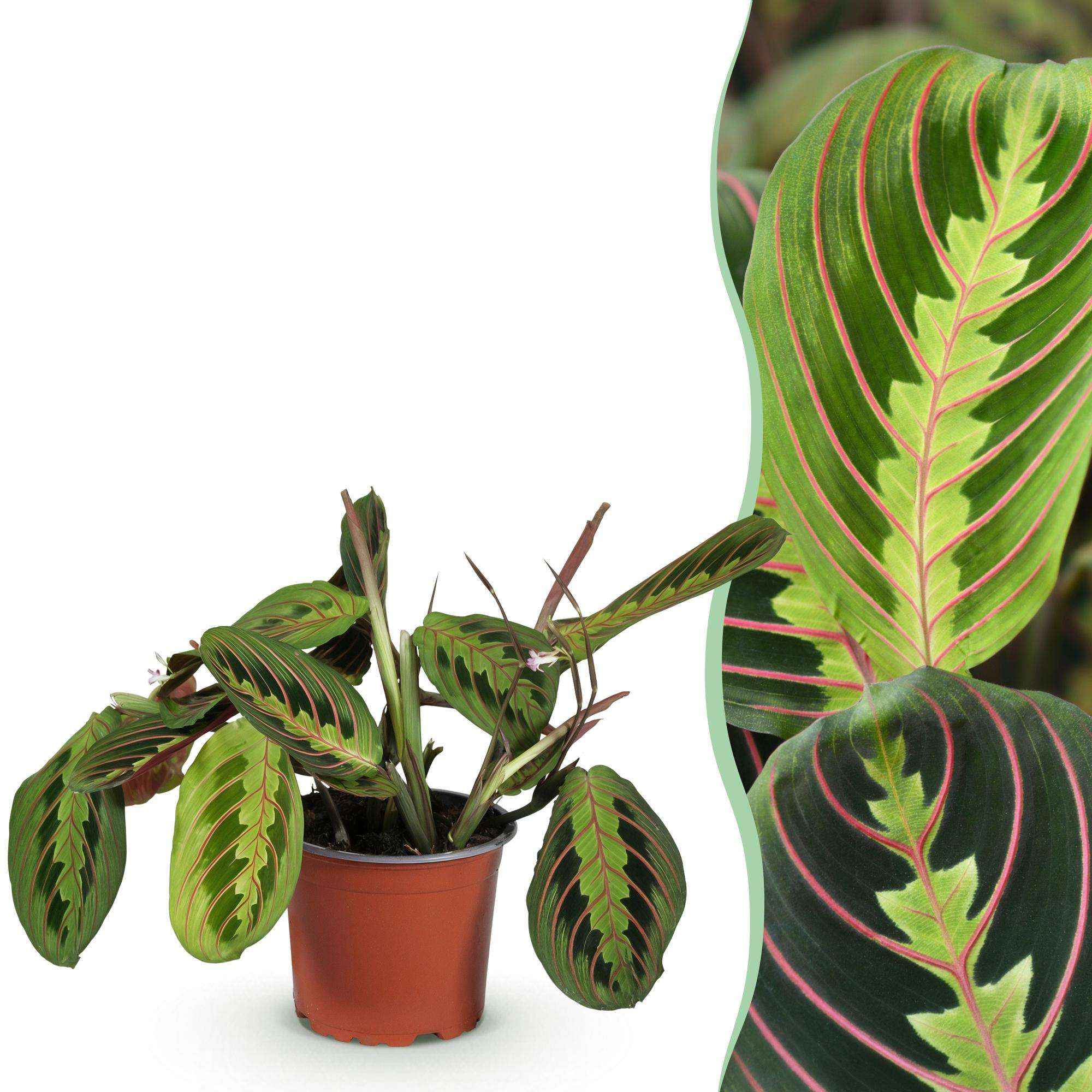 Image of Maranta Fascinator Tricolour Gebetsblatt – Haustierfreundliche Zimmerpflanze 12cm – Höhe ca.25cm-1