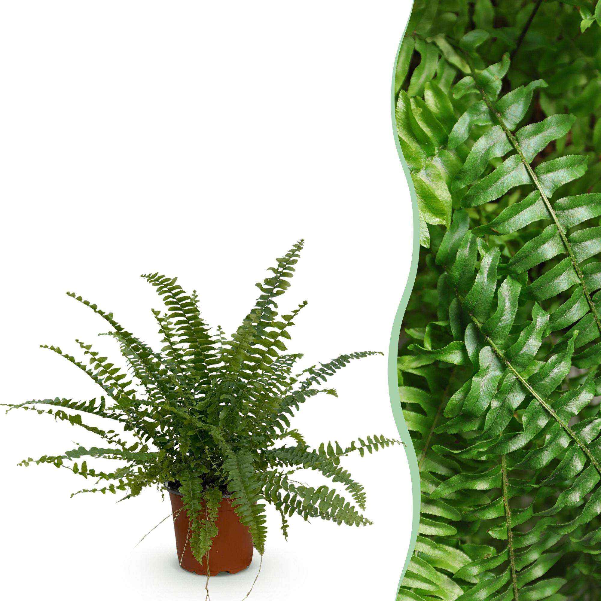 Image of Nephrolepis exaltata Green Lady Farn – Haustierfreundliche Zimmerpflanze 12cm – Höhe ca.25cm – Dekorativer Grünfarn für Wohnzimmer Büro & Schlafzimmer-4