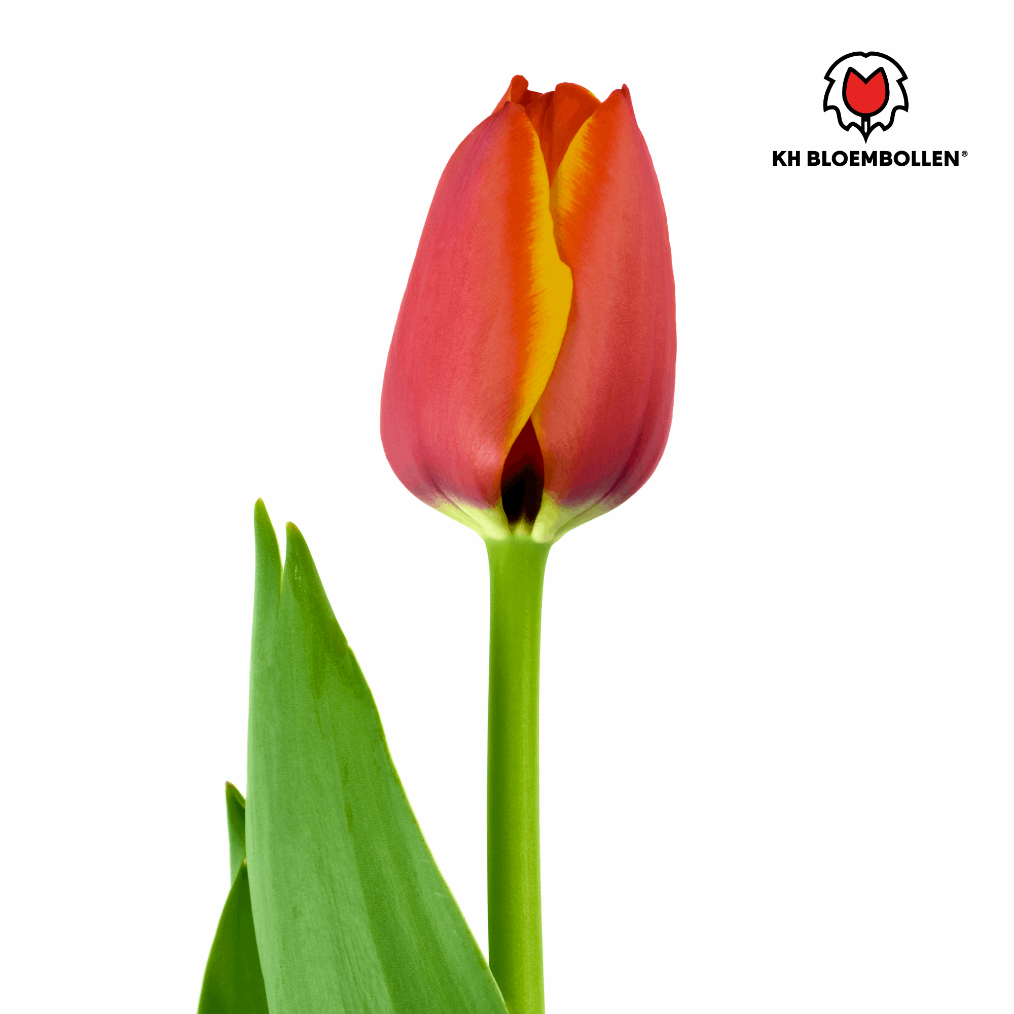 Image of Tulpenzwiebeln Dafeng – 20 Stück – Orangefarbene Tulpen – Großblumig & elegant – Für Garten, Topf & Balkon-3
