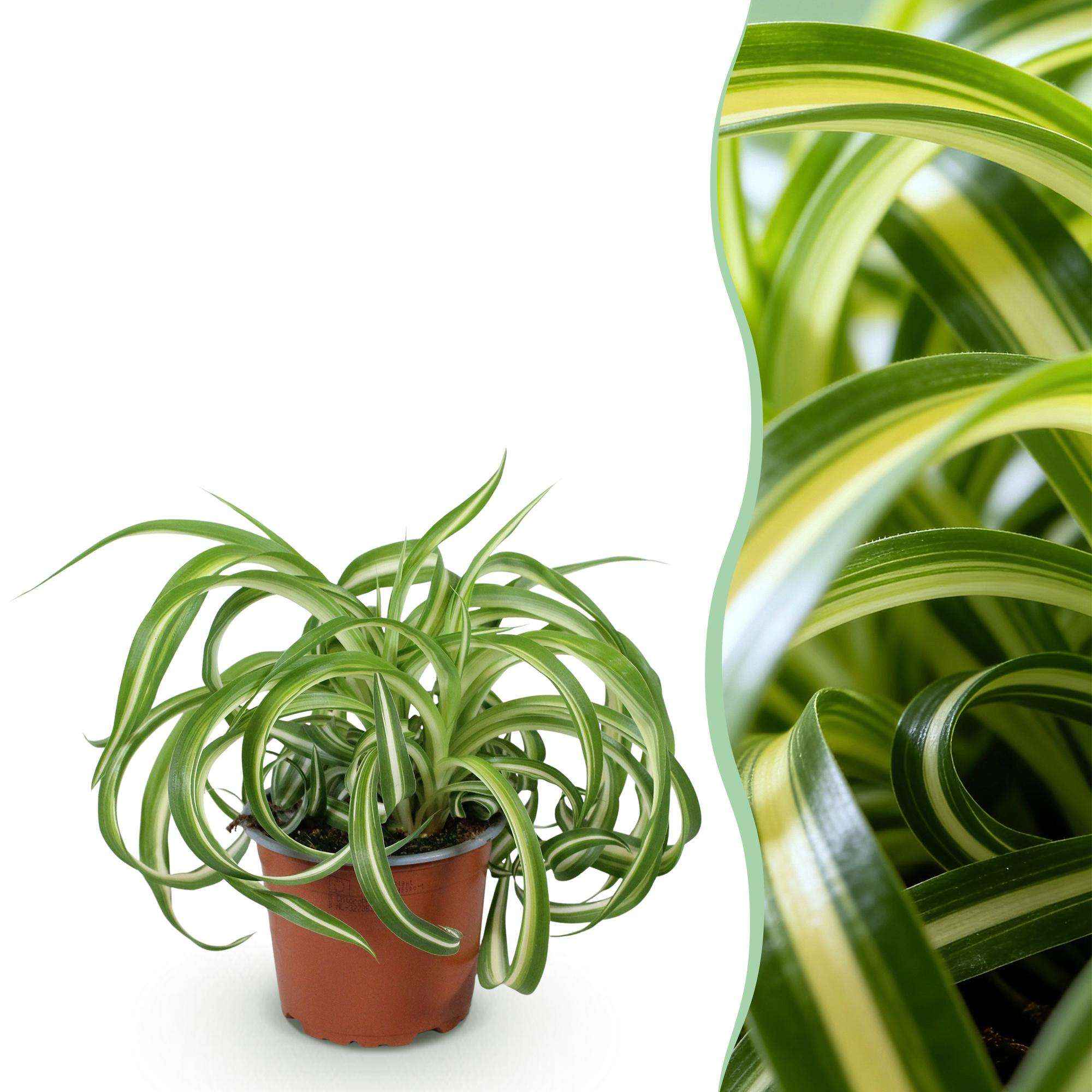 Image of Grünlilie Chlorophytum comosum Bonnie Lockige Graslilie – Haustierfreundliche Zimmerpflanze im 12cm Topf – Höhe ca.20cm-1