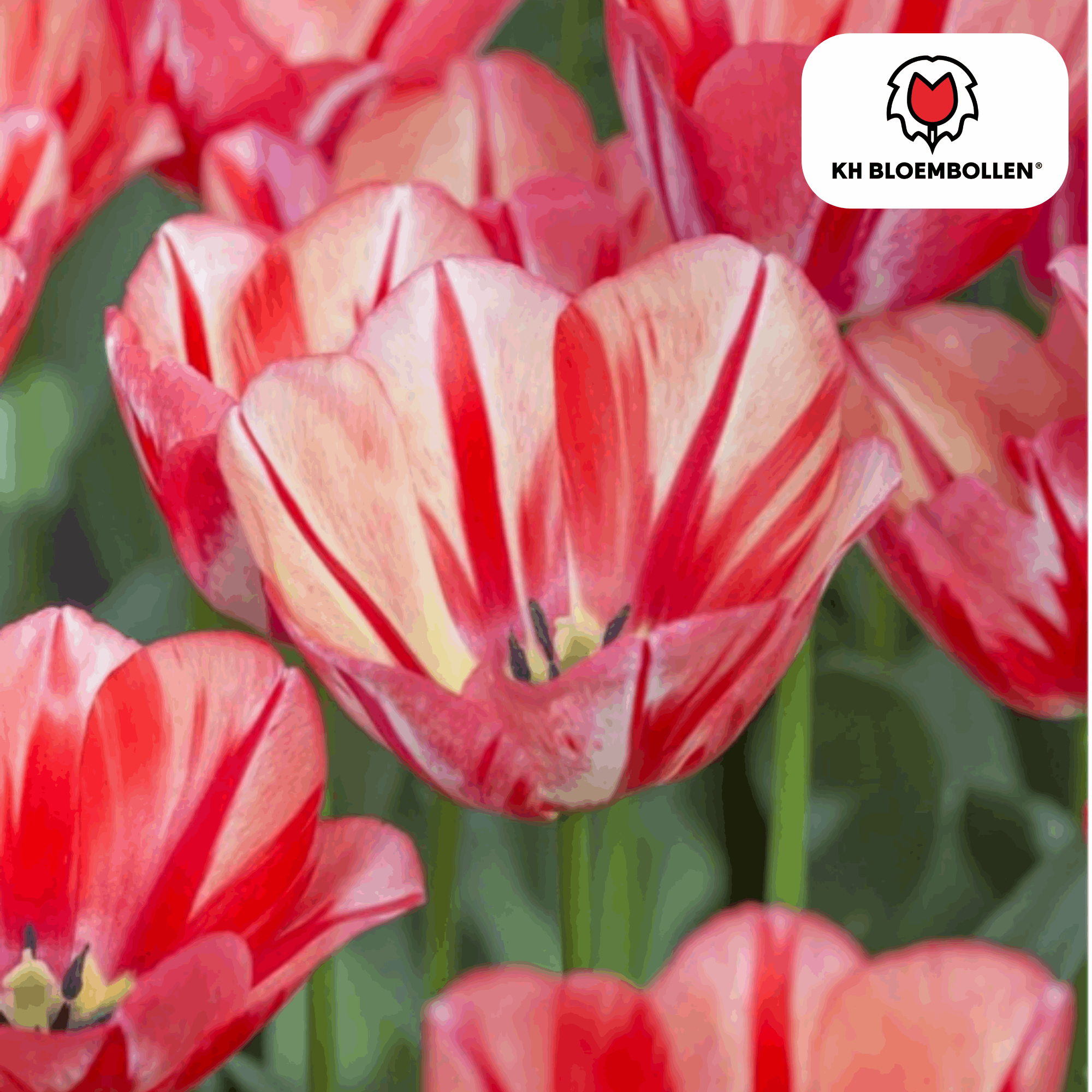 Image of Tulpenzwiebeln Spryng Break – 20 Blumenzwiebeln – Rot-orange Tulpe – Feurig & auffällig – Für Garten & Topf-3