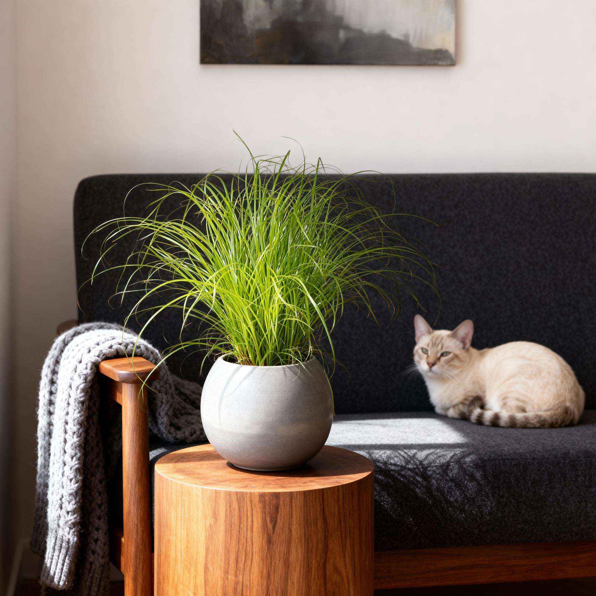 Image of Cyperus alternifolius Zumula Katzenpflanze – Haustierfreundliche Zimmerpflanze 12cm – Höhe ca.20cm – Grünpflanze für Wohnzimmer Büro & Fensterbank