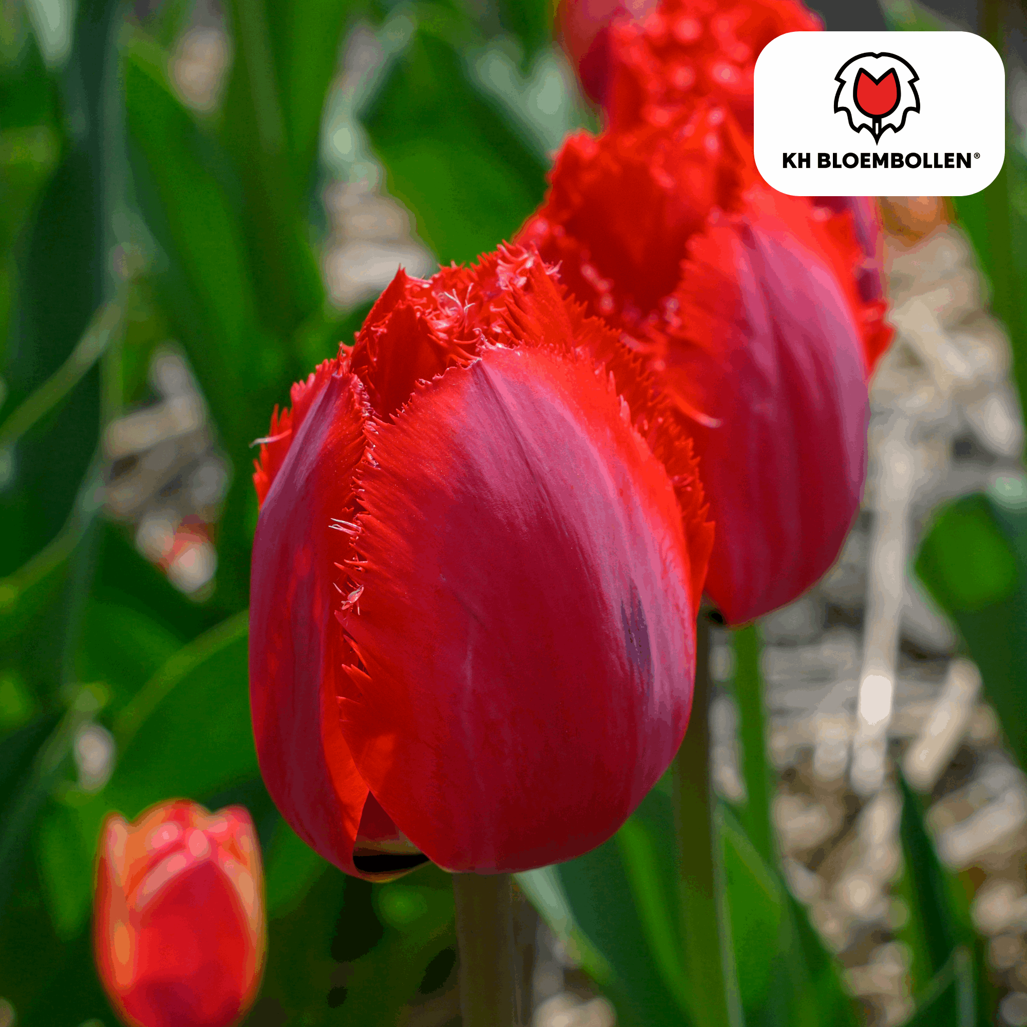 Image of Tulpenzwiebeln Masterpeace – 20 Blumenzwiebeln – Rote Tulpe mit gezacktem Rand – Robust & einzigartig – Für Garten & Topf-0