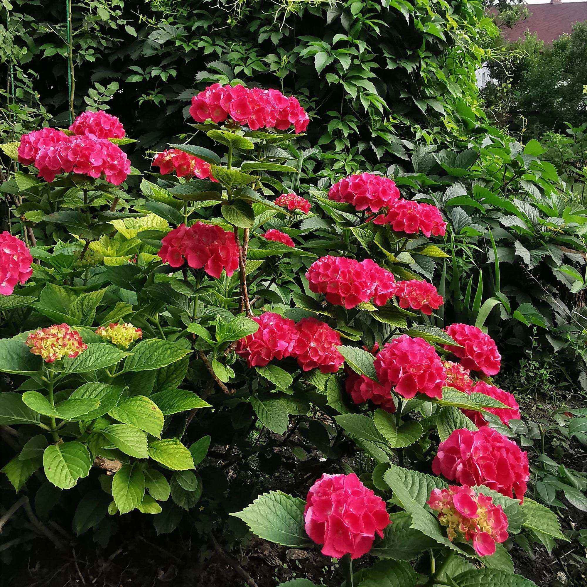 Image of Hortensie – Hydrangea macrophylla Rot – Blüte Rot – Ø17cm – ↕30cm – Sommerblüher – Pflegeleicht & Laubabwerfend-3