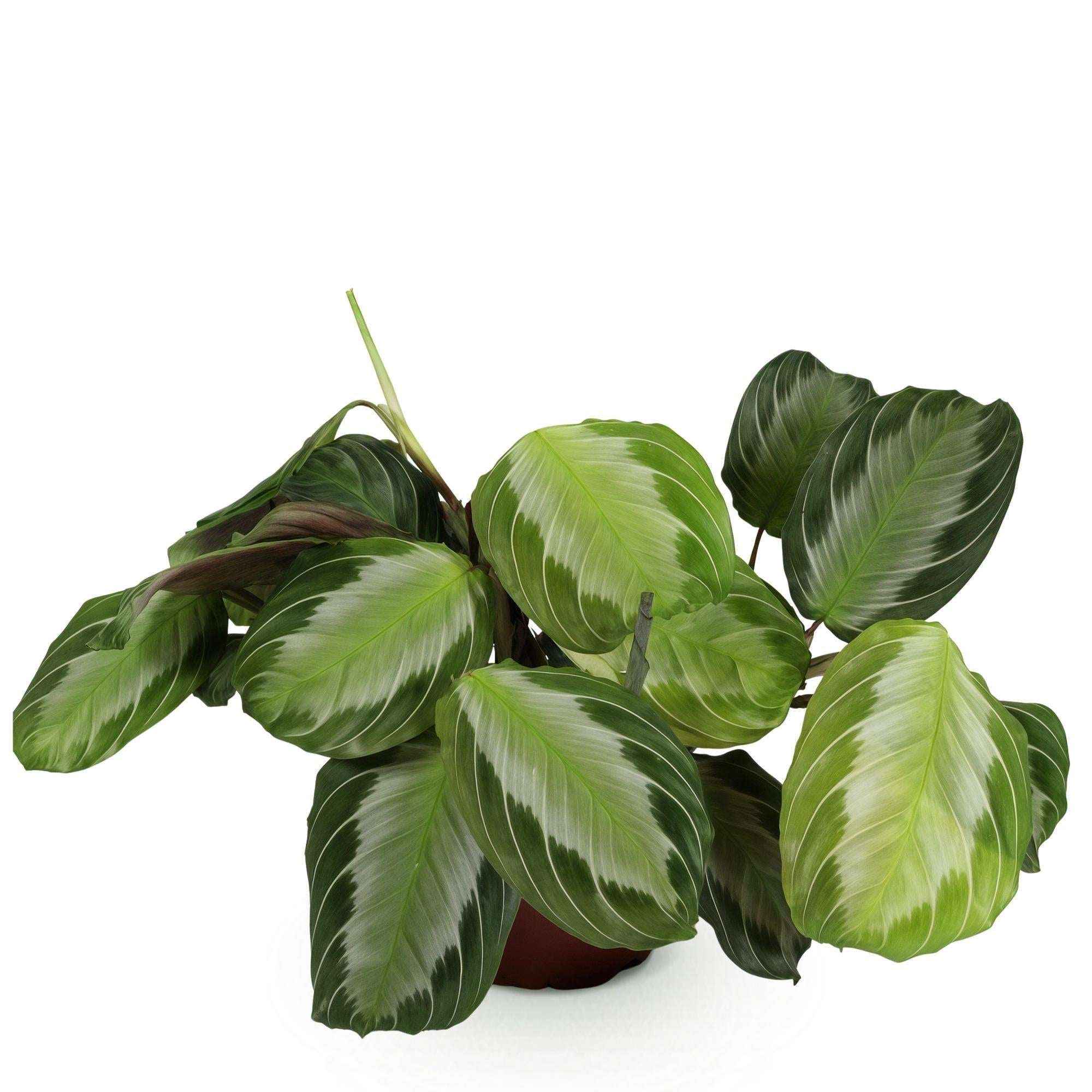 Image of Maranta Fascinator Silverband Gebetspflanze – Haustierfreundliche Zimmerpflanze 12cm – Höhe ca.25cm-0