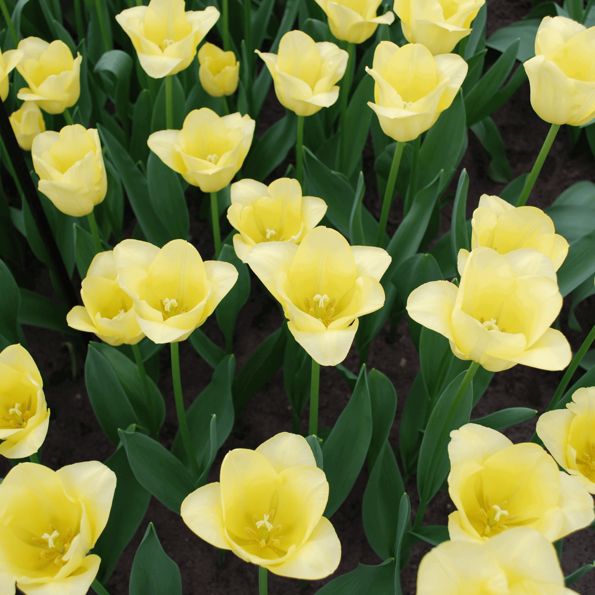 Image of Tulpenzwiebeln World Friendship – 20 Blumenzwiebeln– Hellgelbe Tulpe – Elegante Frühlingsblüher für Garten & Topf – Winterhart-0