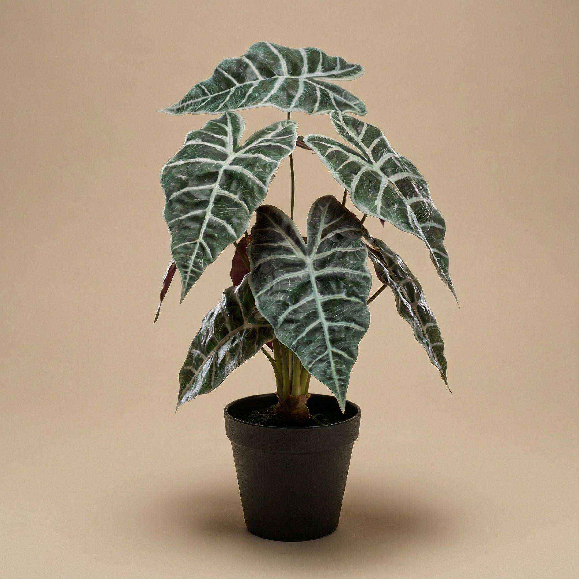 Image of Alocasia Kunstpflanze Busch im Topf 40cm – Realistische Deko Pflanze für Wohnzimmer Büro & Regal – Pflegefreie Zimmerpflanze mit breiten Blättern-2