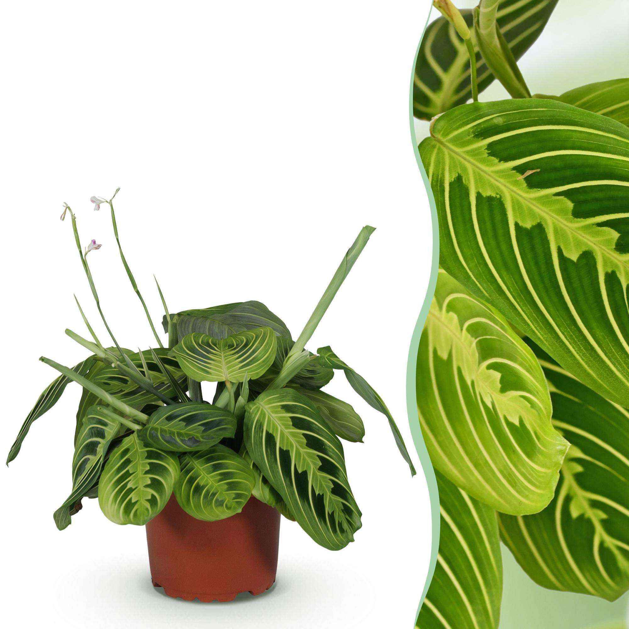 Image of Maranta Fascinator Lemon Lime Gebetspflanze – Haustierfreundliche Zimmerpflanze 12cm – Höhe ca.25cm – Dekorative Blattpflanze für Wohnzimmer & Büro-1