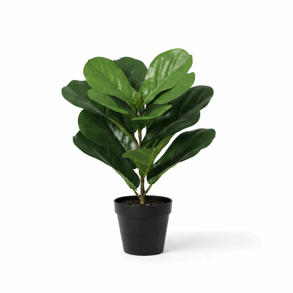 Image of Ficus lyrata Kunstpflanze 40cm – Kompakte Geigenfeige Deko Pflanze – Pflegefreie Zimmerpflanze für Fensterbank Büro & Regal-0