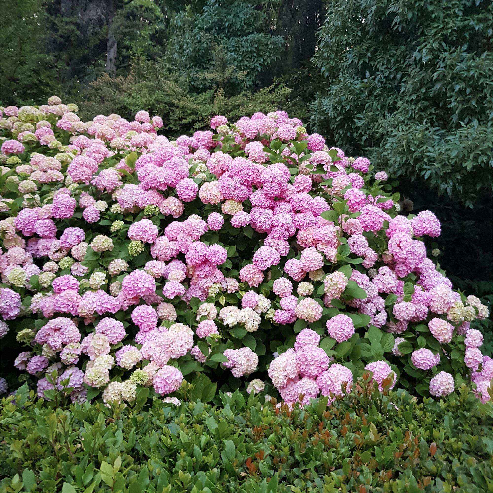 Image of Hortensie – Hydrangea macrophylla Rosa – Blüte Rosa – Ø17cm – ↕30cm – Blühpflanze für Garten & Topf – Pflegeleicht & Laubabwerfend-3