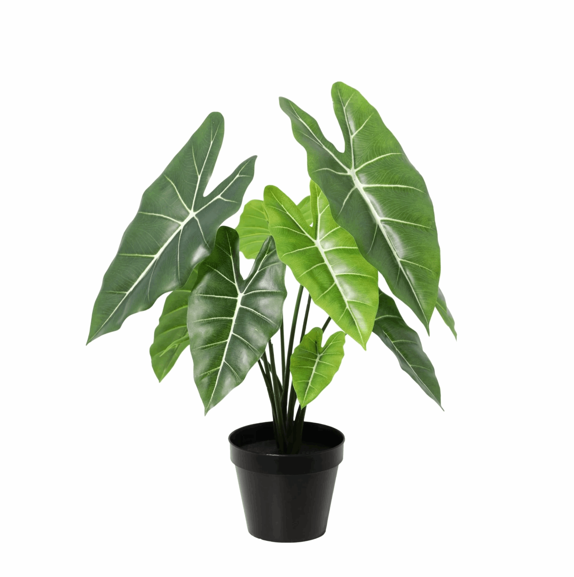 Image of Alocasia Polly Kunstpflanze 40cm – Dekorative Elefantenohr Deko Pflanze – Pflegefreie Zimmerpflanze für Wohnzimmer Büro & Fensterbank
