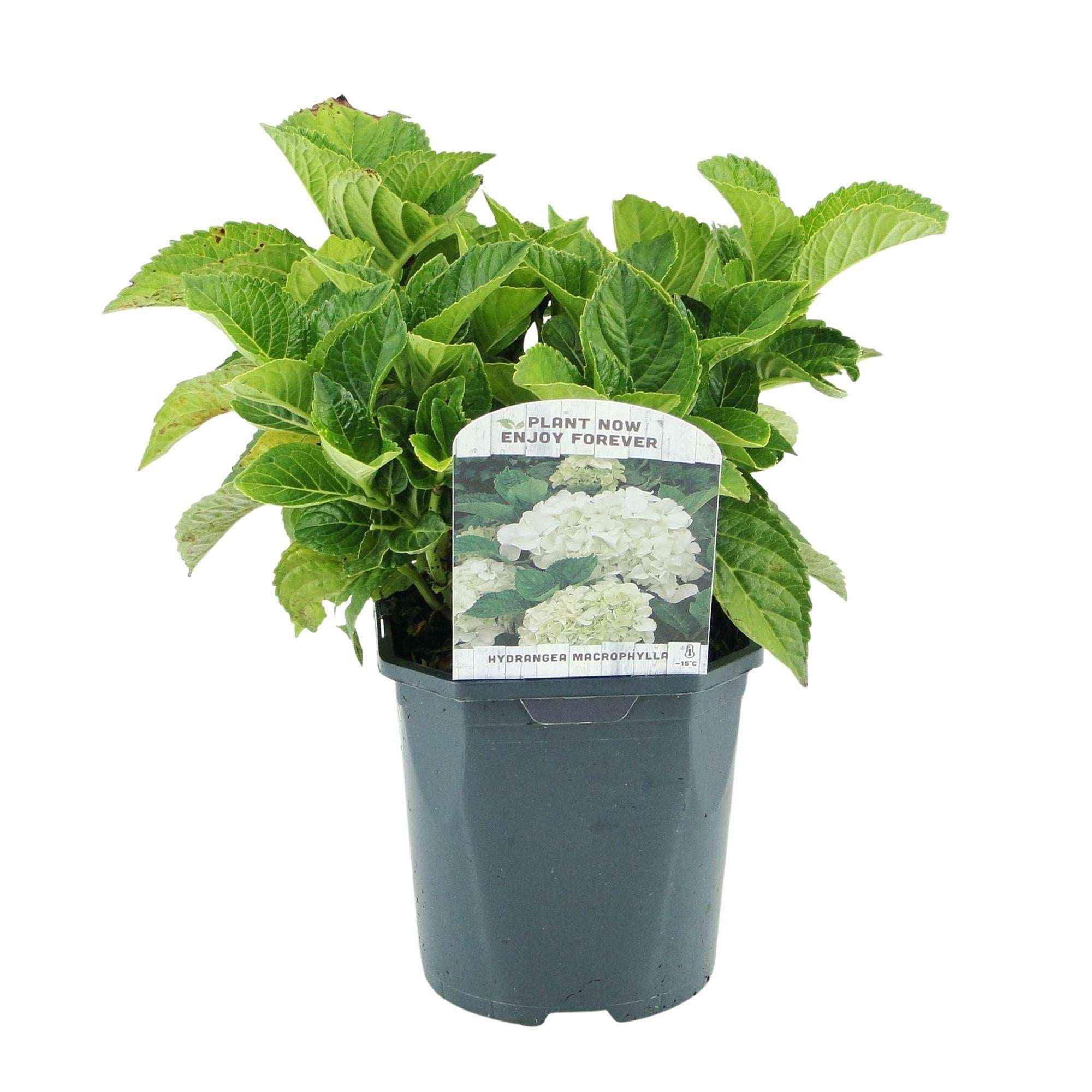 Image of Hortensie Hydrangea macrophylla Weiß – 3 Pflanzen – Blüte in Weiß – Ø17cm – ↕30cm – Sommerblüher – Laubabwerfend – Pflegeleicht-1