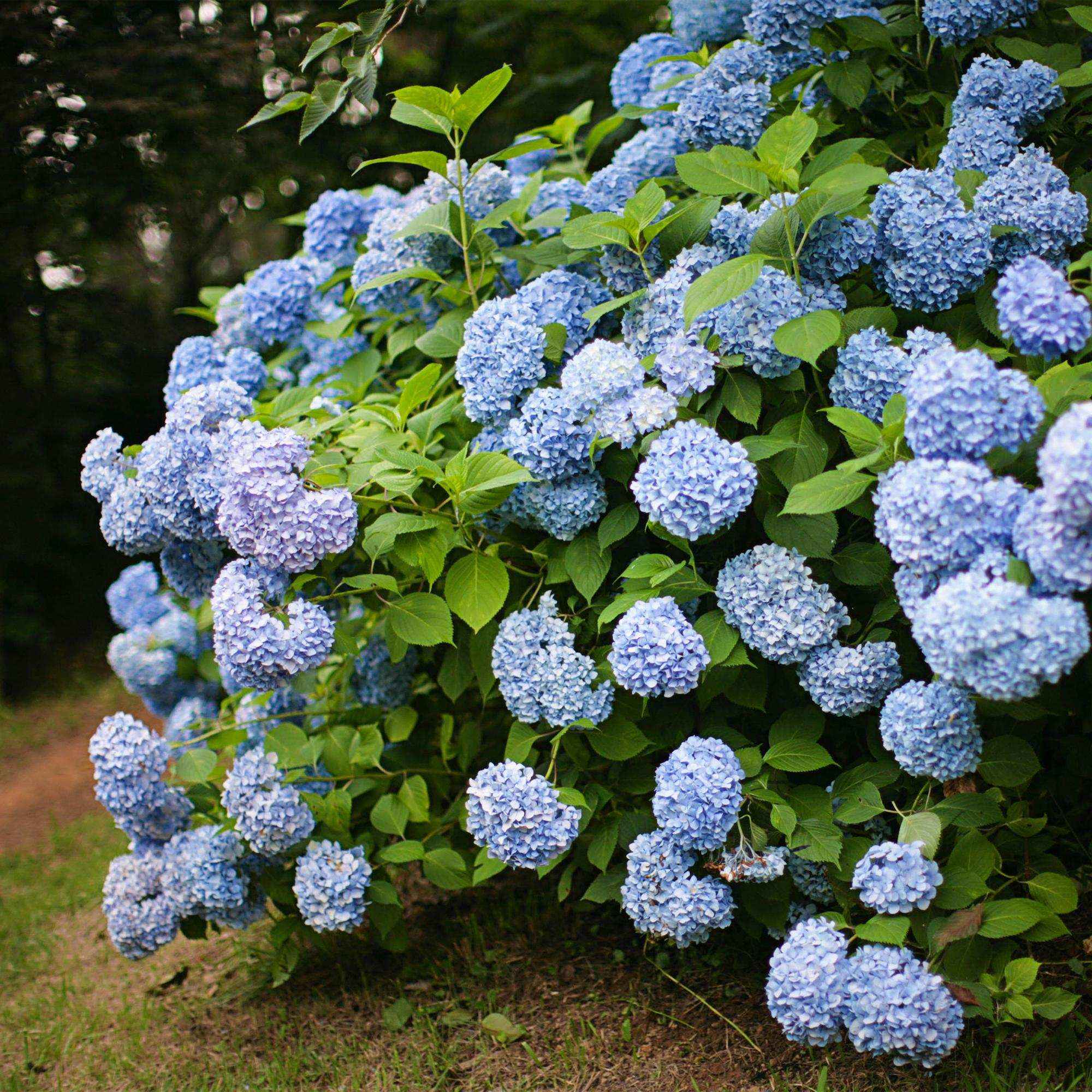 Image of Hortensie Hydrangea macrophylla Blau – 3 Pflanzen – Blüte in Blau – Ø17cm – ↕30cm – Sommerblüher – Pflegeleicht – Für Halbschatten-4