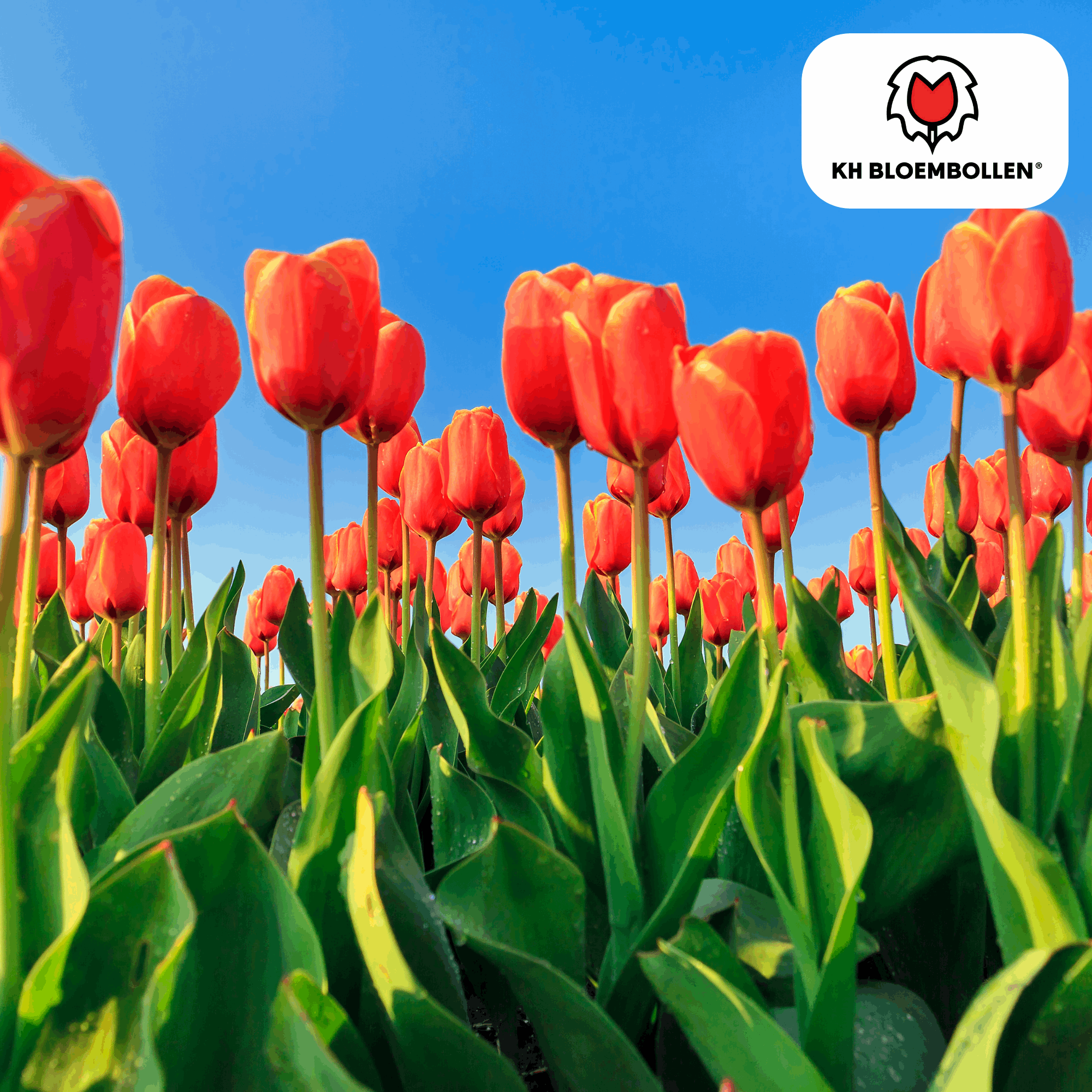 Image of Tulpenzwiebeln Dafeng – 20 Stück – Orangefarbene Tulpen – Großblumig & elegant – Für Garten, Topf & Balkon-1