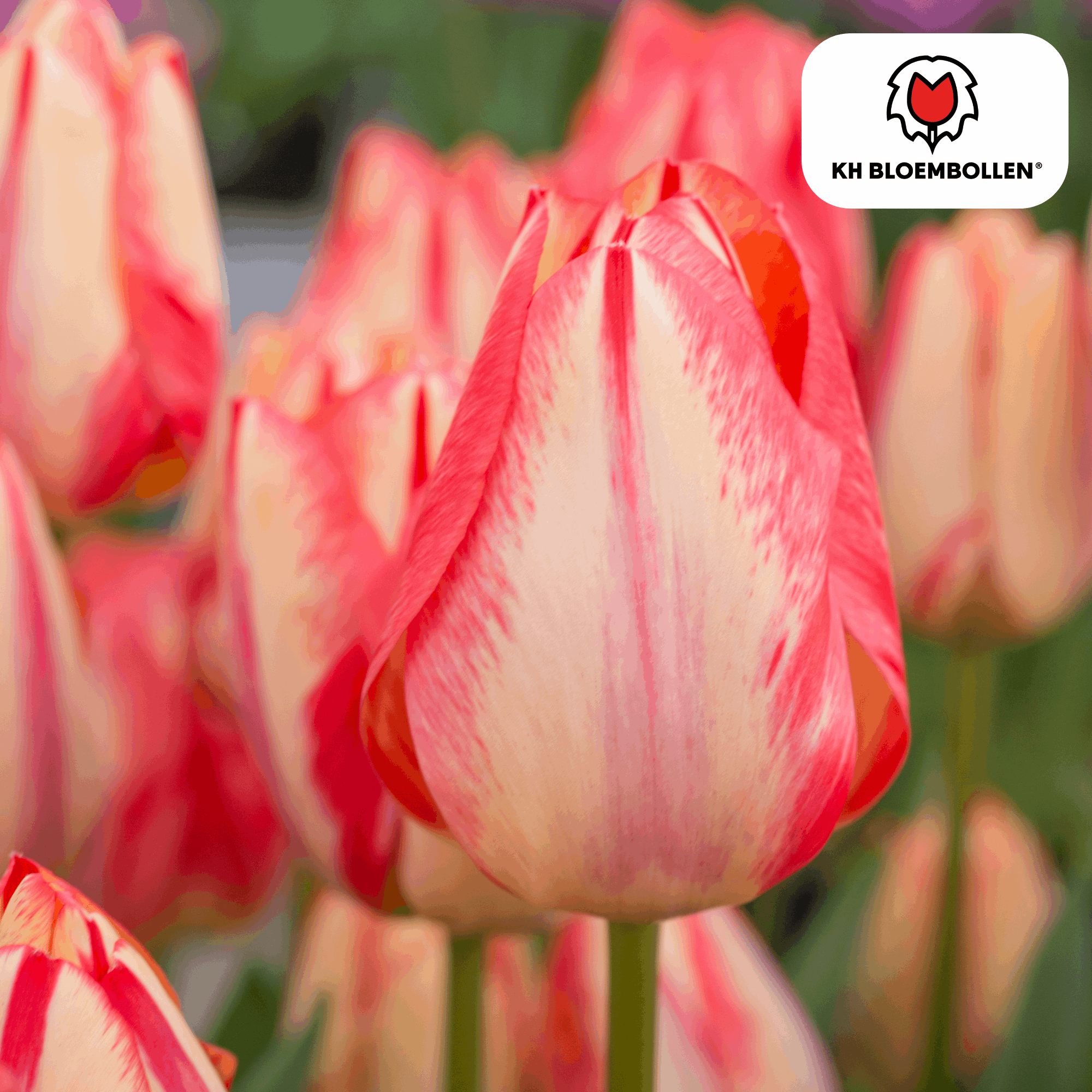 Image of Tulpenzwiebeln Spryng Break – 20 Blumenzwiebeln – Rot-orange Tulpe – Feurig & auffällig – Für Garten & Topf-2
