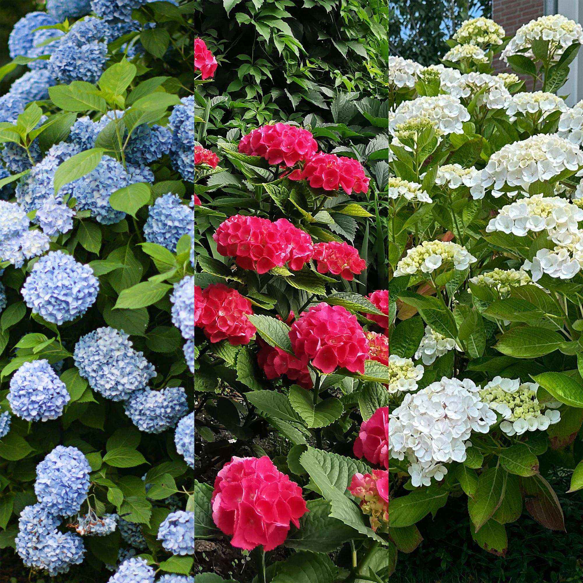 Image of Hortensie Hydrangea macrophylla Tricolour – 3 Pflanzen in Rosa, Blau & Weiß – Ø17cm – ↕30cm – Blüte Juni–September – Laubabwerfend – Pflegeleicht & winterhart-2