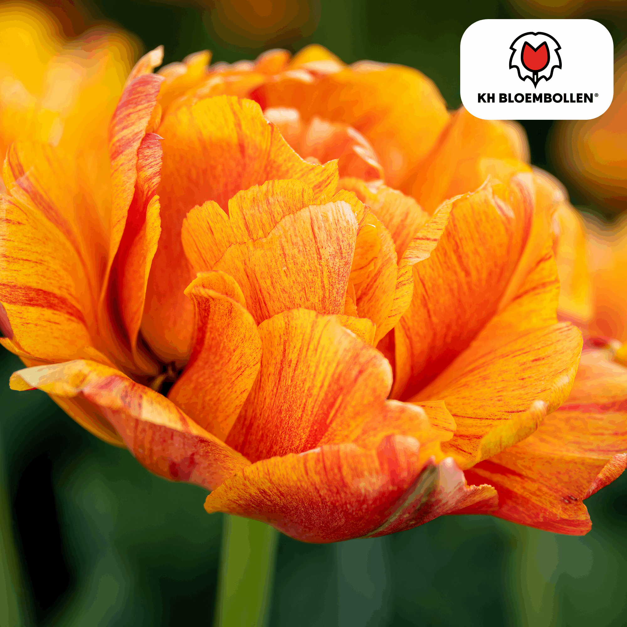 Image of Tulpenzwiebeln Gudoshnik Double – 20 Blumenzwiebeln – Gefüllte Tulpe in Gelb, Orange & Rot – Pfingstrosenartig & farbintensiv – Für Garten oder Topf-3