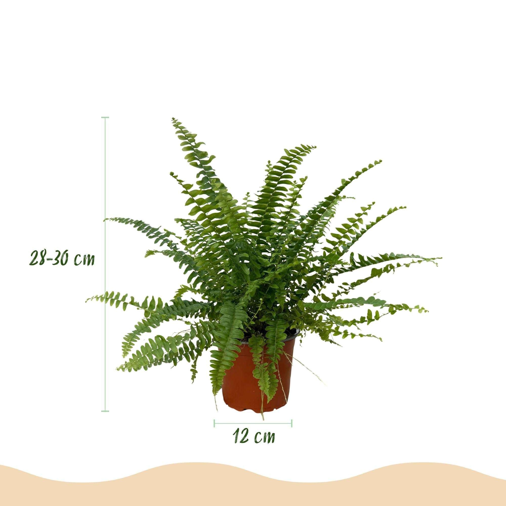 Image of Nephrolepis exaltata Green Lady Farn – Haustierfreundliche Zimmerpflanze 12cm – Höhe ca.25cm – Dekorativer Grünfarn für Wohnzimmer Büro & Schlafzimmer-3