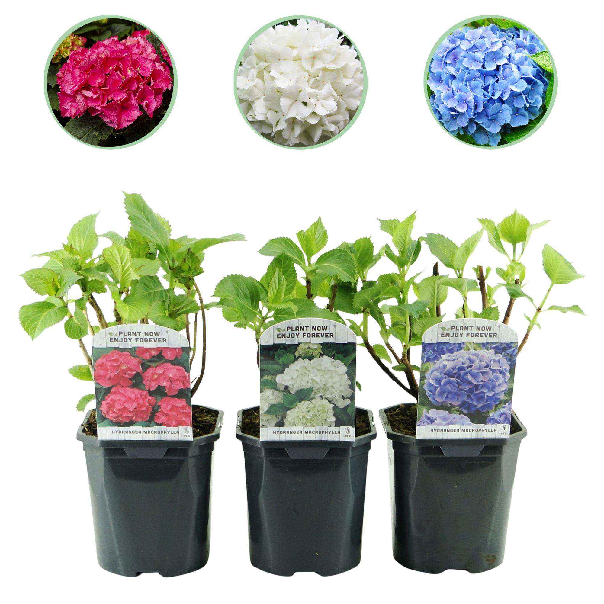 Image of Hortensie Hydrangea macrophylla Tricolour – 3 Pflanzen in Rosa, Blau & Weiß – Ø17cm – ↕30cm – Blüte Juni–September – Laubabwerfend – Pflegeleicht & winterhart-0