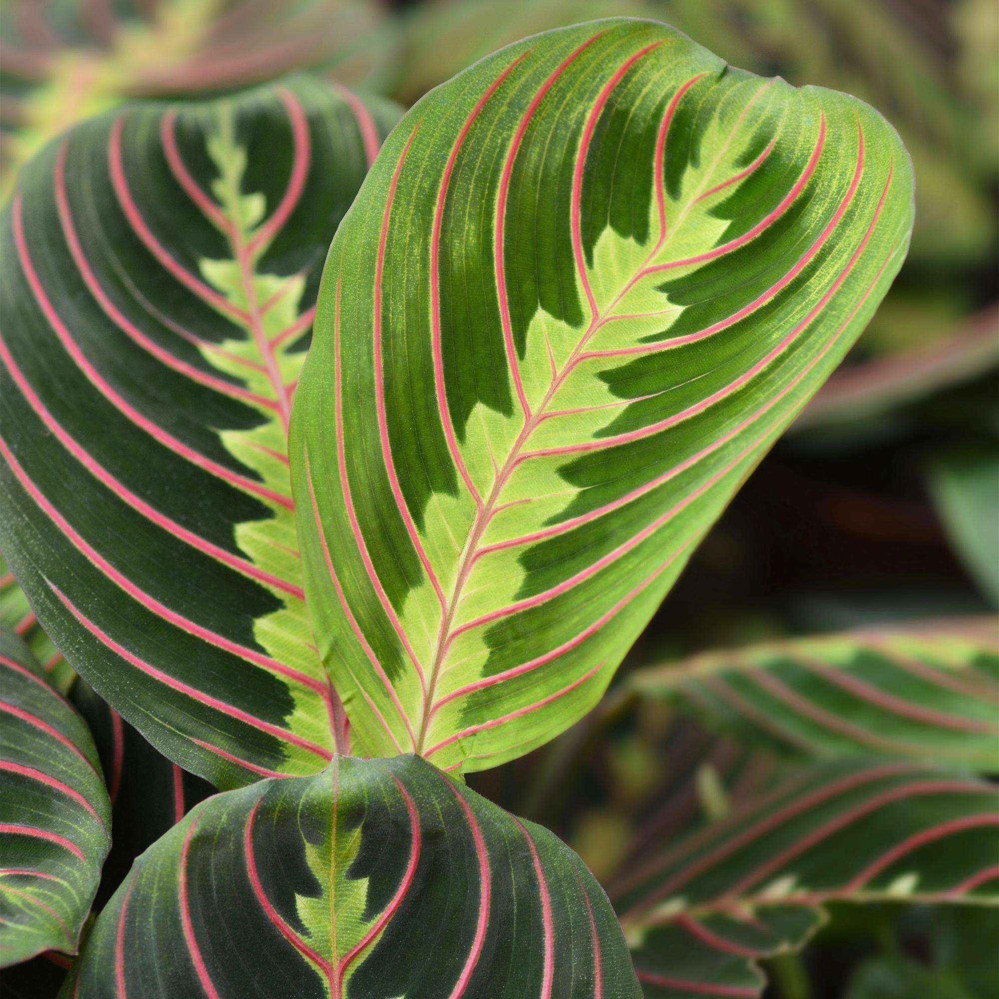 Image of Maranta Fascinator Tricolour Gebetsblatt – Haustierfreundliche Zimmerpflanze 12cm – Höhe ca.25cm-4