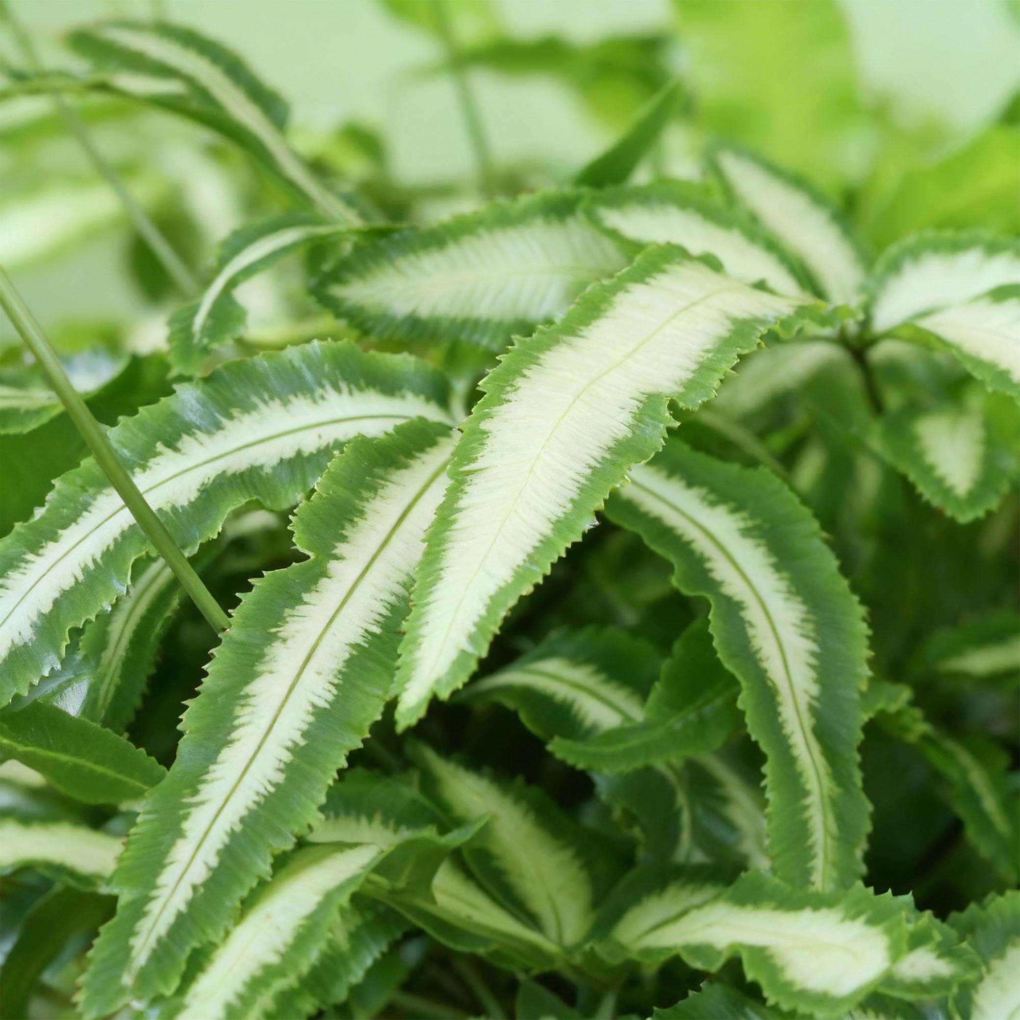 Image of Pteris cretica Albolineata Flügelfarn – Haustierfreundliche Zimmerpflanze 12cm – Höhe ca.20cm – Farn mit weißer Blattzeichnung für Wohnzimmer & Büro-4