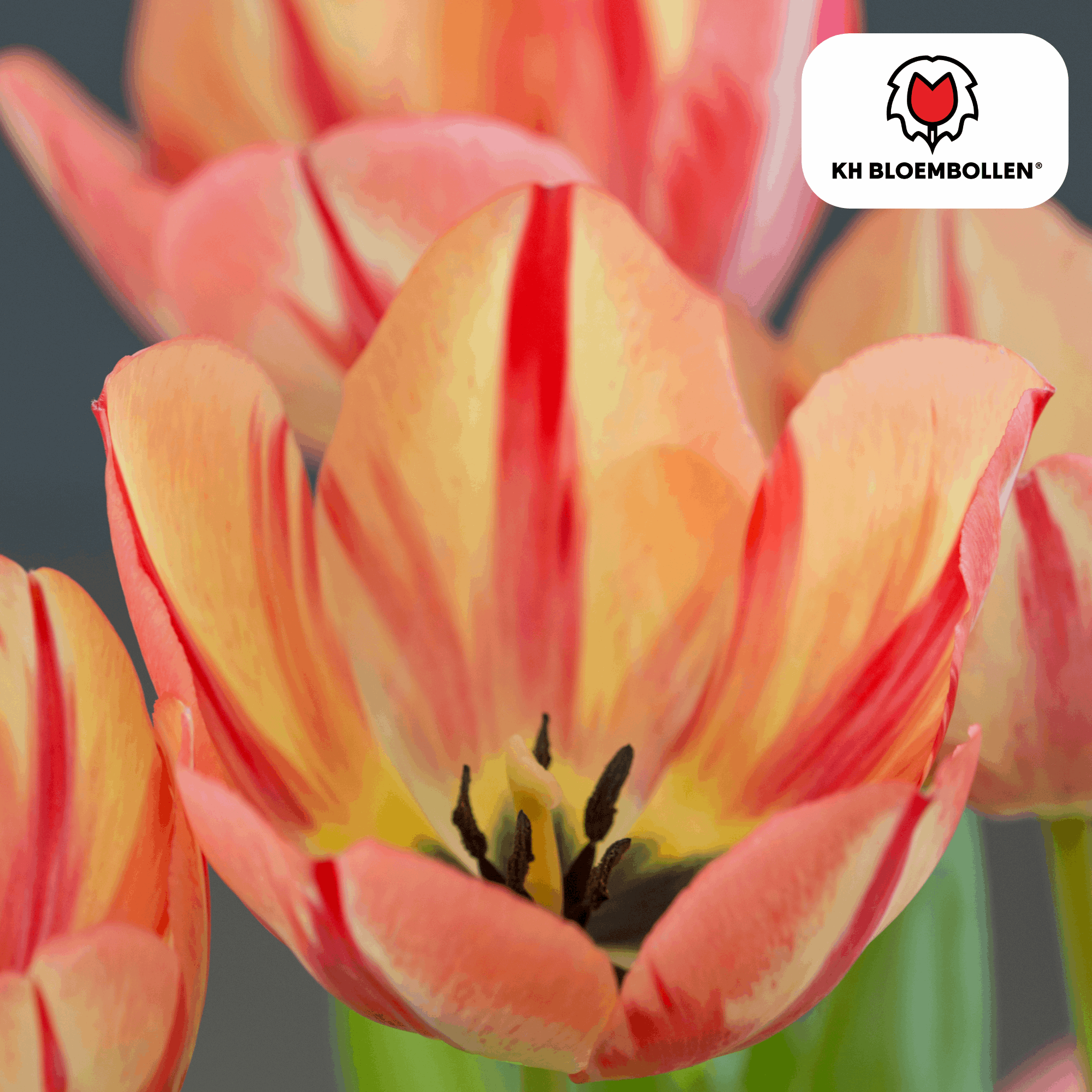 Image of Tulpenzwiebeln Spryng Break – 20 Blumenzwiebeln – Rot-orange Tulpe – Feurig & auffällig – Für Garten & Topf