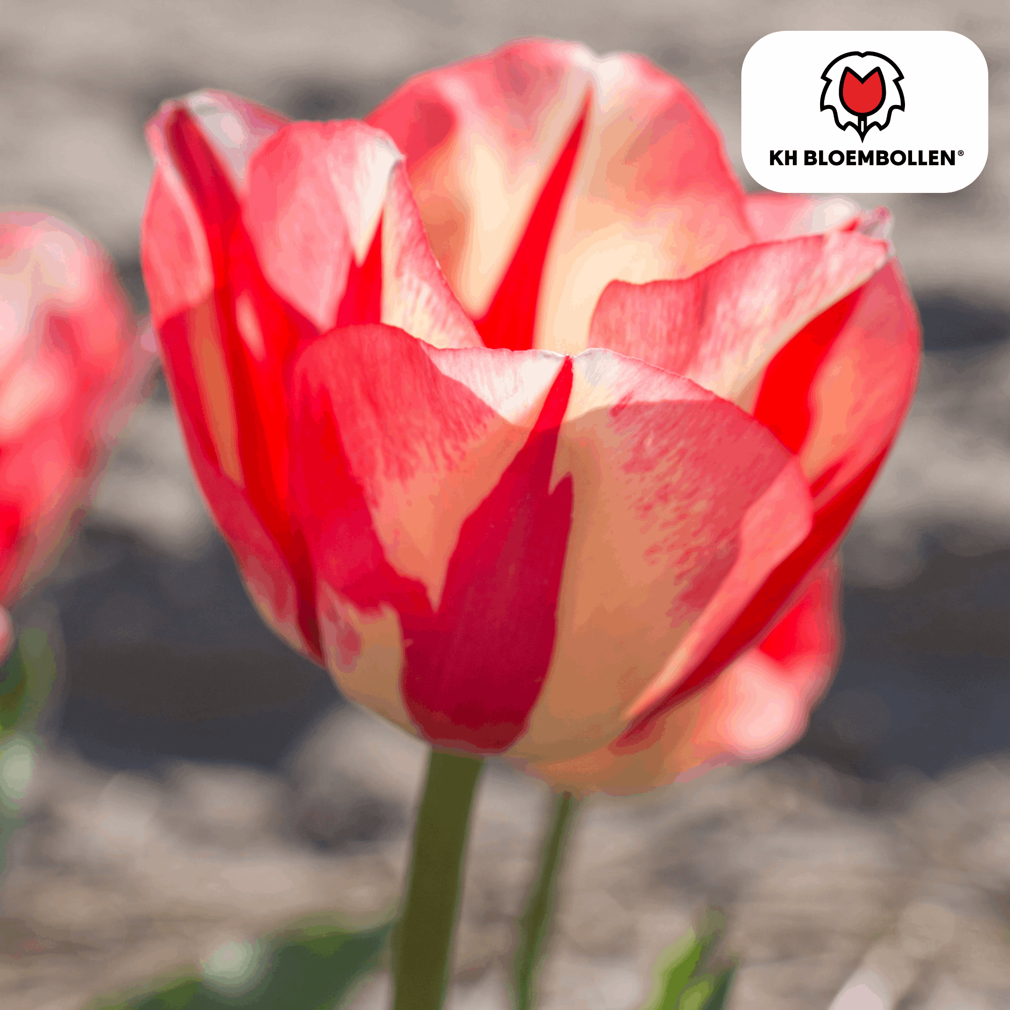 Image of Tulpenzwiebeln Spryng Break – 20 Blumenzwiebeln – Rot-orange Tulpe – Feurig & auffällig – Für Garten & Topf-4