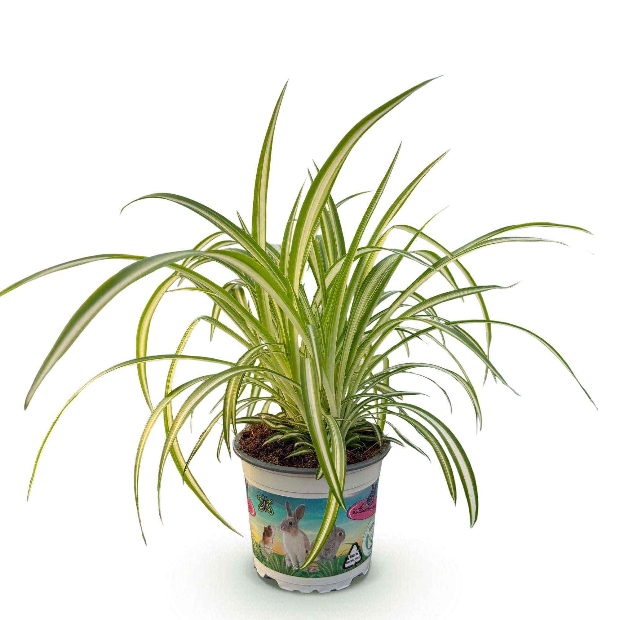 Image of Grünlilie Chlorophytum comosum Variegatum – Bunte Graslilie Zimmerpflanze – Haustierfreundlich 12cm – Höhe ca.20cm-1