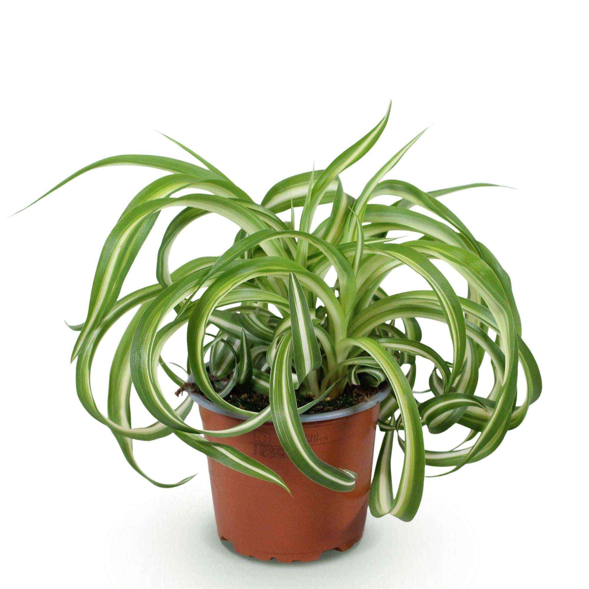 Image of Grünlilie Chlorophytum comosum Bonnie Lockige Graslilie – Haustierfreundliche Zimmerpflanze im 12cm Topf – Höhe ca.20cm-0
