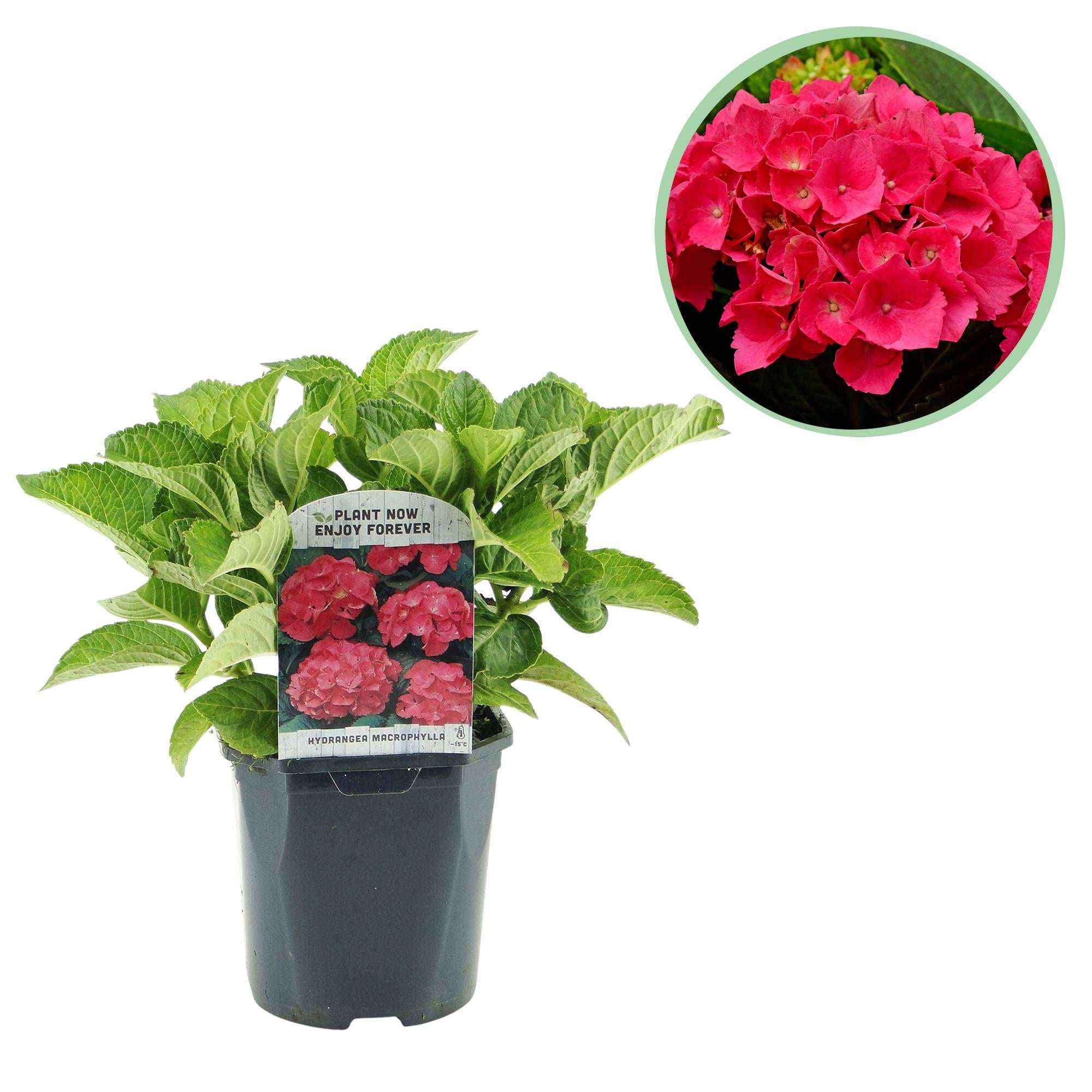 Image of Hortensie – Hydrangea macrophylla Rot – Blüte Rot – Ø17cm – ↕30cm – Sommerblüher – Pflegeleicht & Laubabwerfend-0