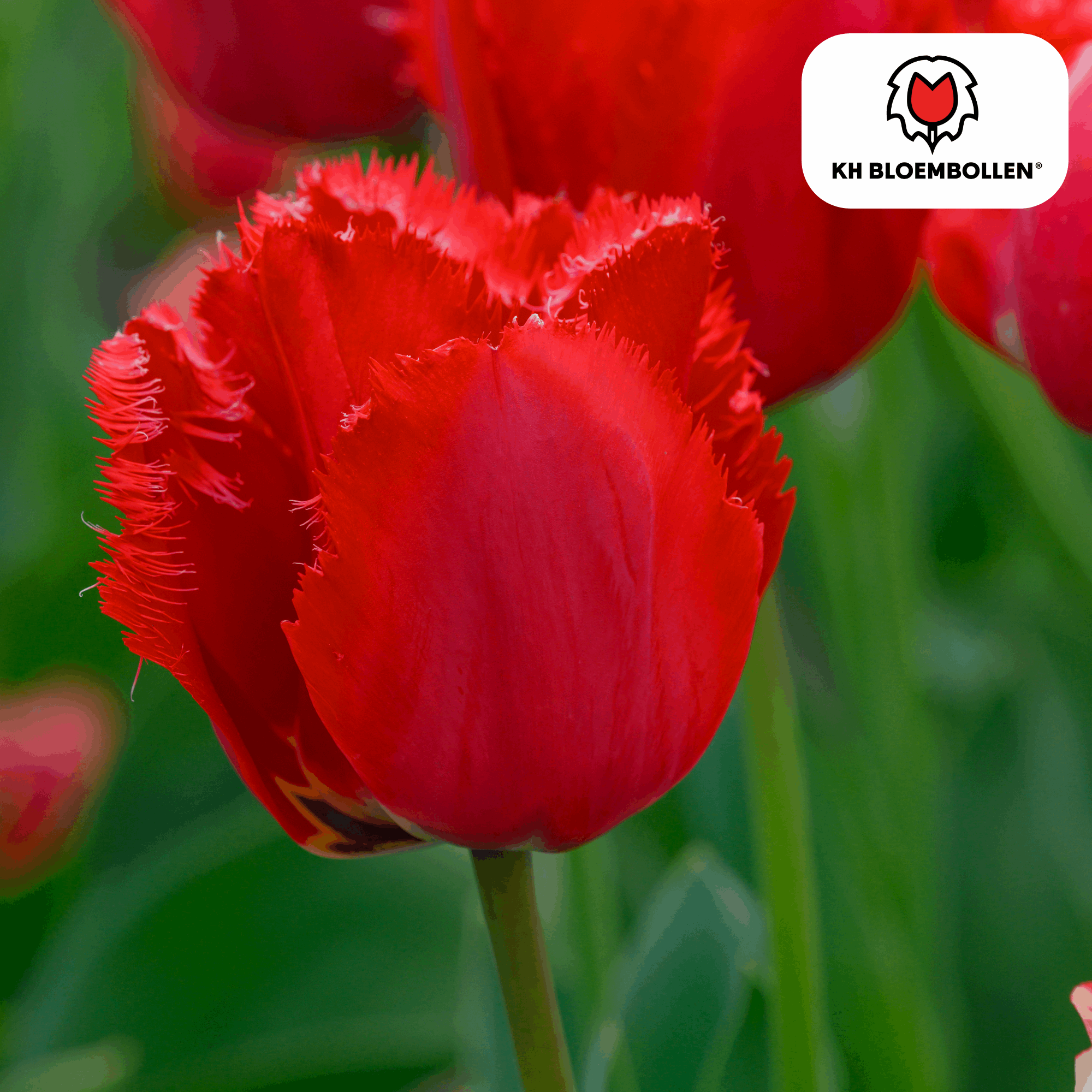 Image of Tulpenzwiebeln Masterpeace – 20 Blumenzwiebeln – Rote Tulpe mit gezacktem Rand – Robust & einzigartig – Für Garten & Topf-1