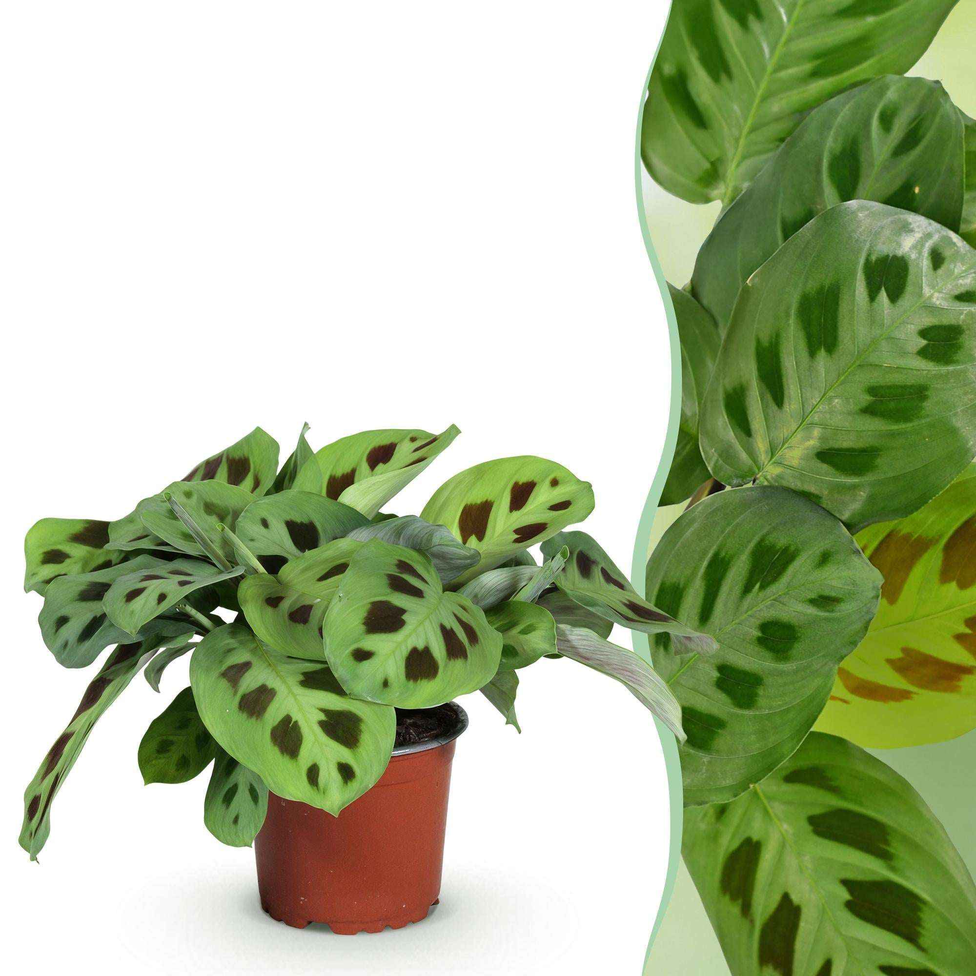 Image of Maranta Fascinator Kerchoveana Zebrapflanze – Haustierfreundliche Zimmerpflanze 12cm – Höhe ca.25cm – Dekorative Gebetspflanze für Wohnzimmer & Büro-1